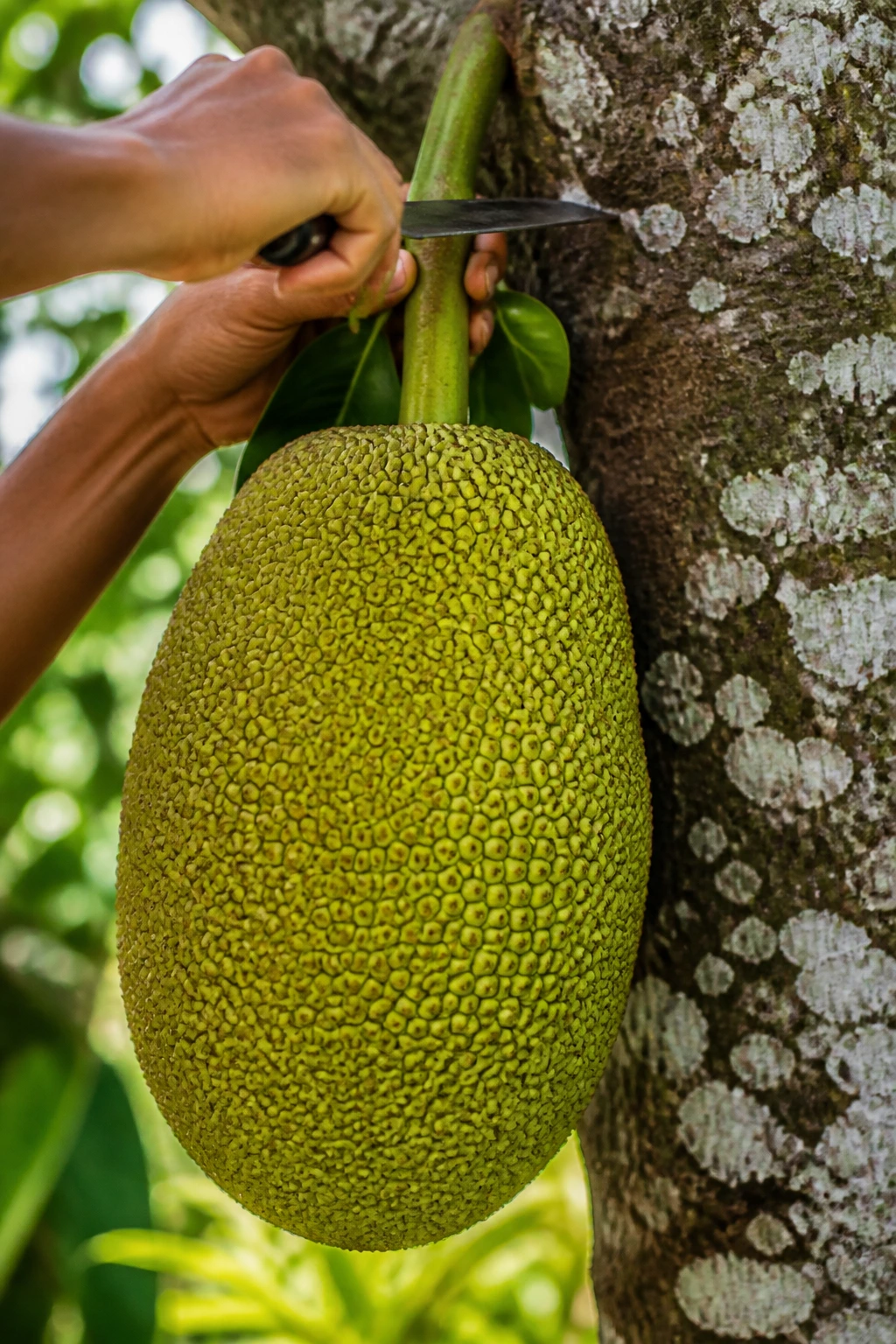 Mature jackfruit attached to a branch ready for harvest