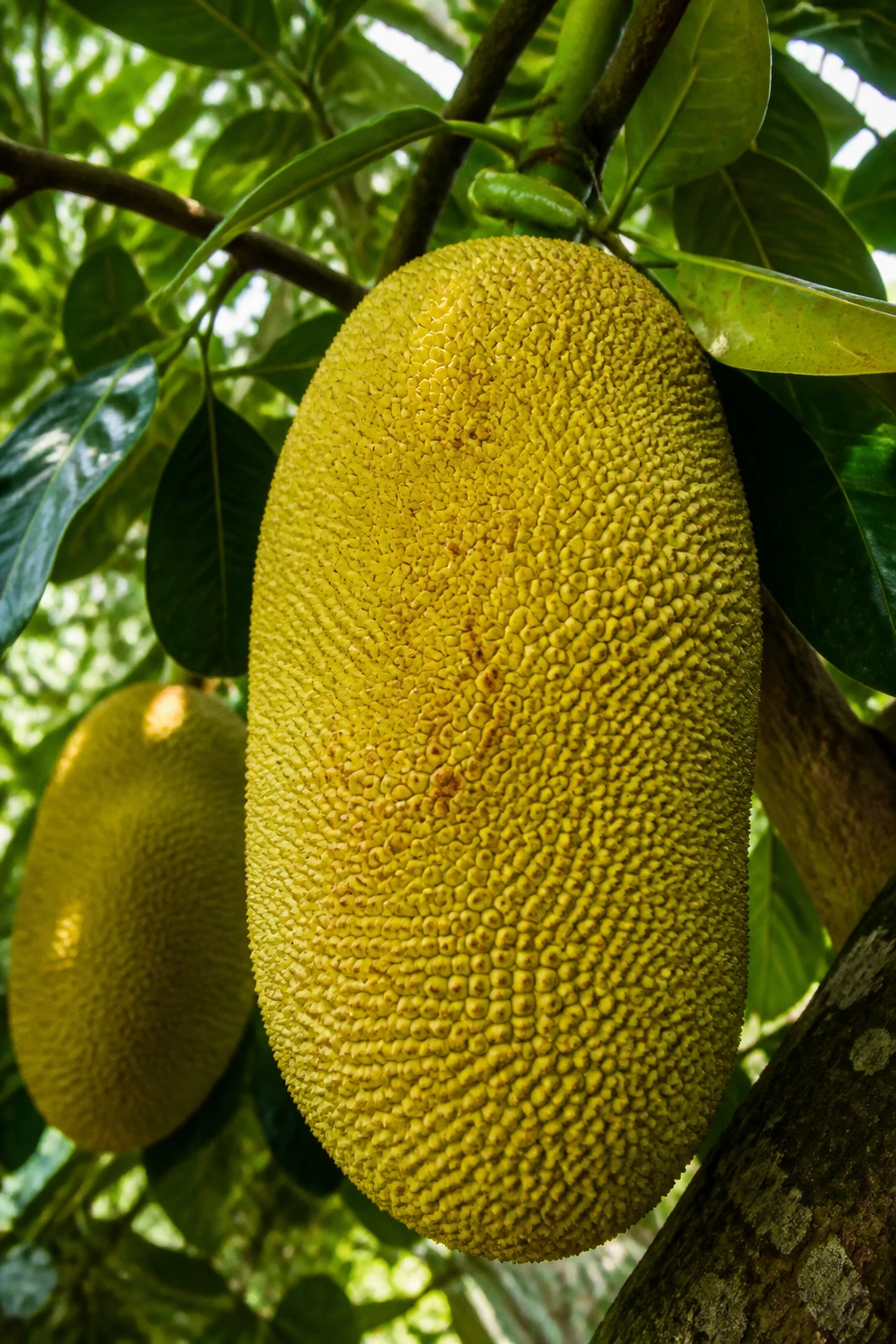 A ripe jackfruit hanging from a branch in a tropical orchard