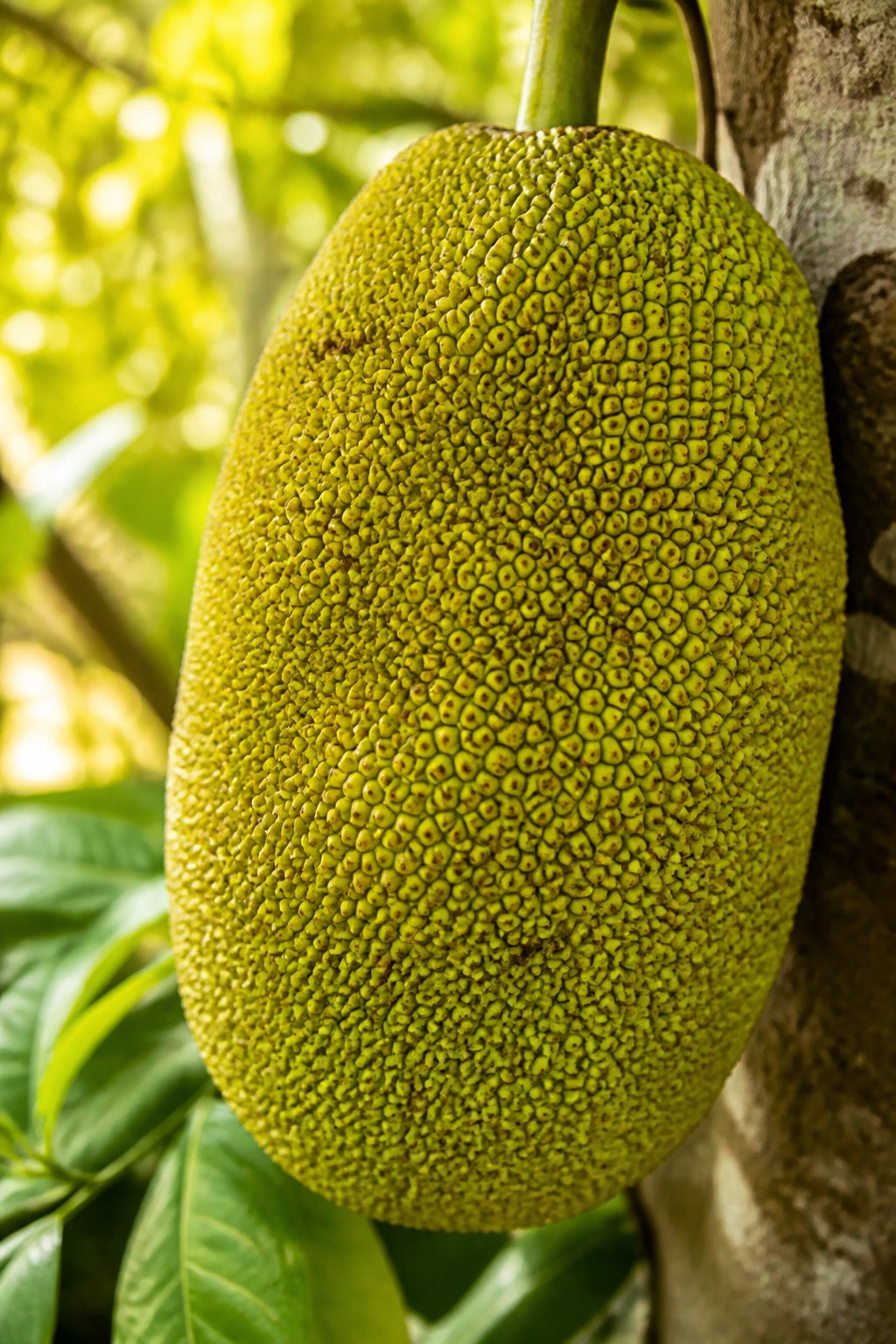 Close-up of a ripe jackfruit in a tropical farm setting, highlighting its textured green rind