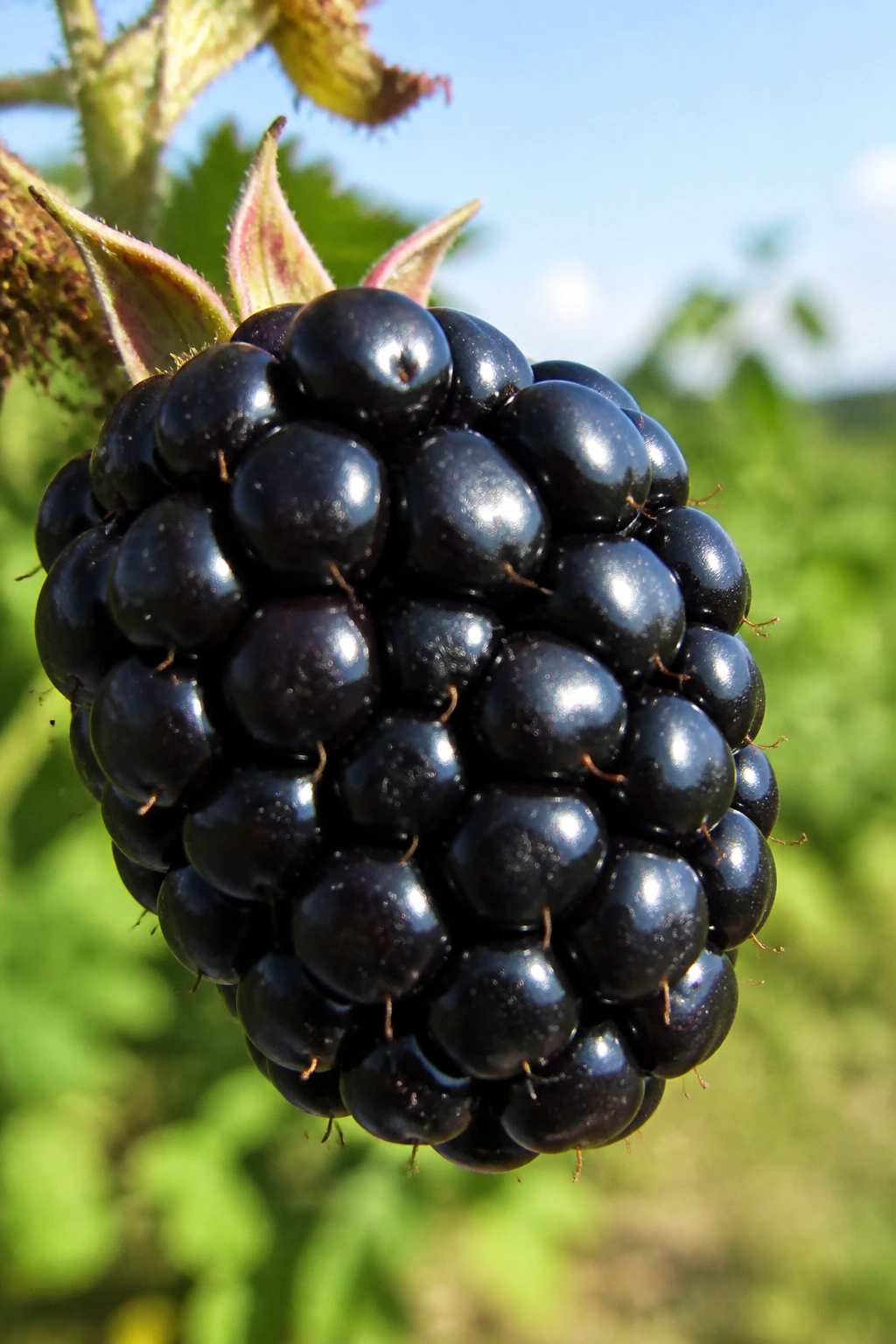Close-up Kiowa blackberry filling the frame in a berry patch
