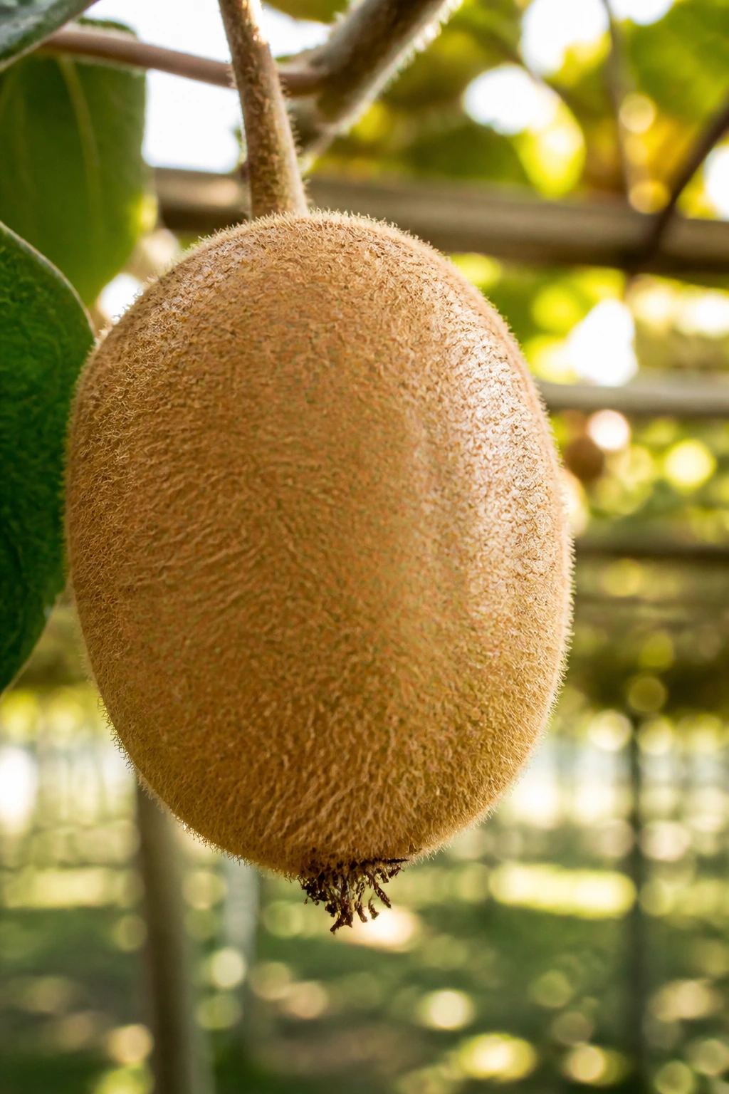 Close-up of a kiwifruit with blurred garden trellis