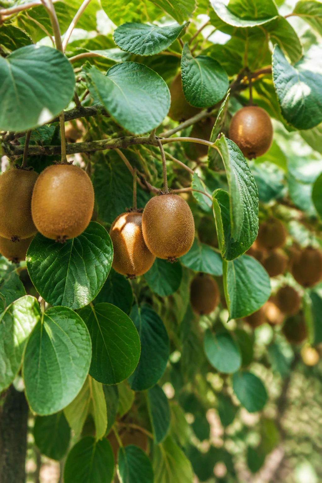Close-up of a healthy kiwi plant with green leaves and kiwifruits in a bright garden