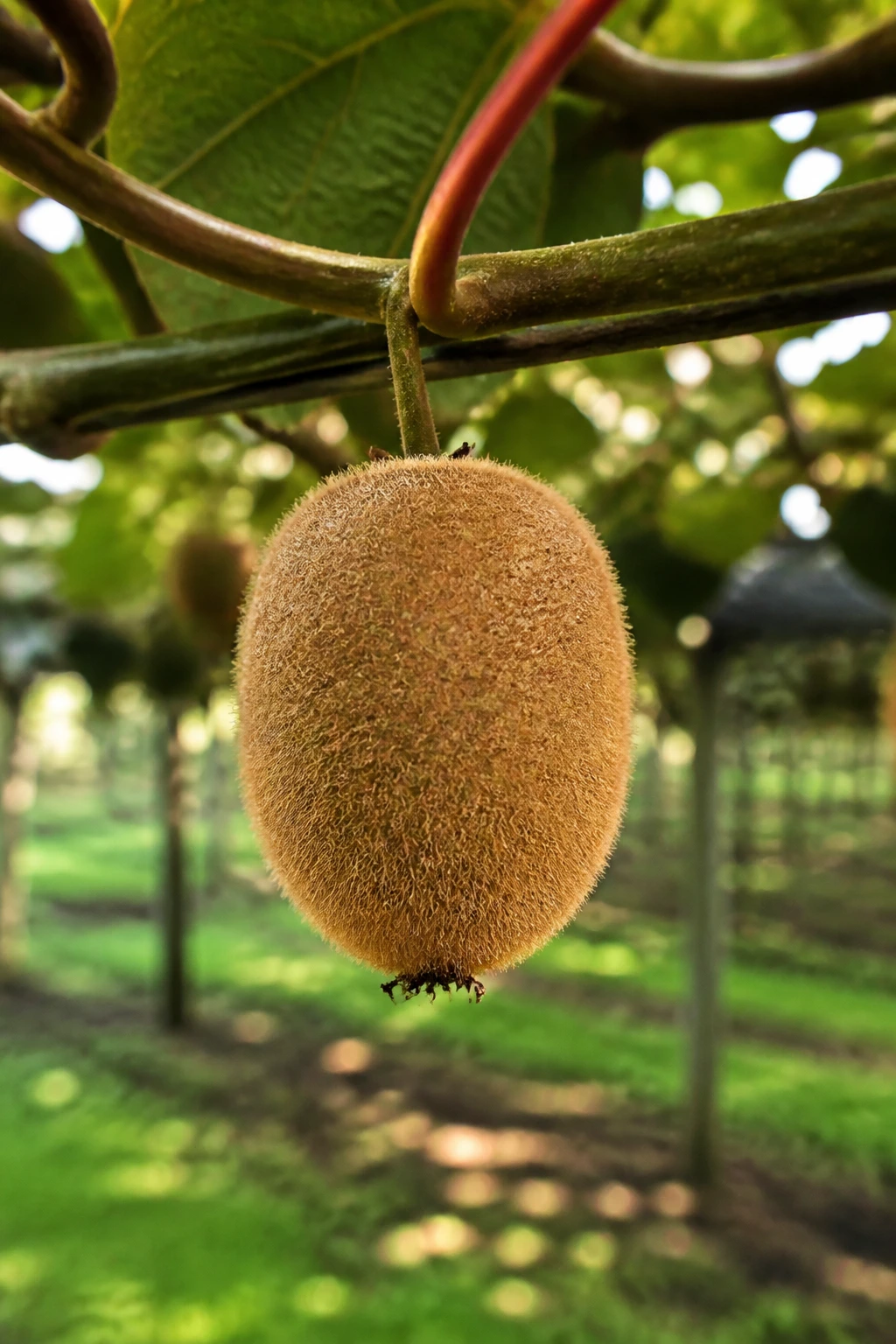 Kiwifruit on vine in orchard
