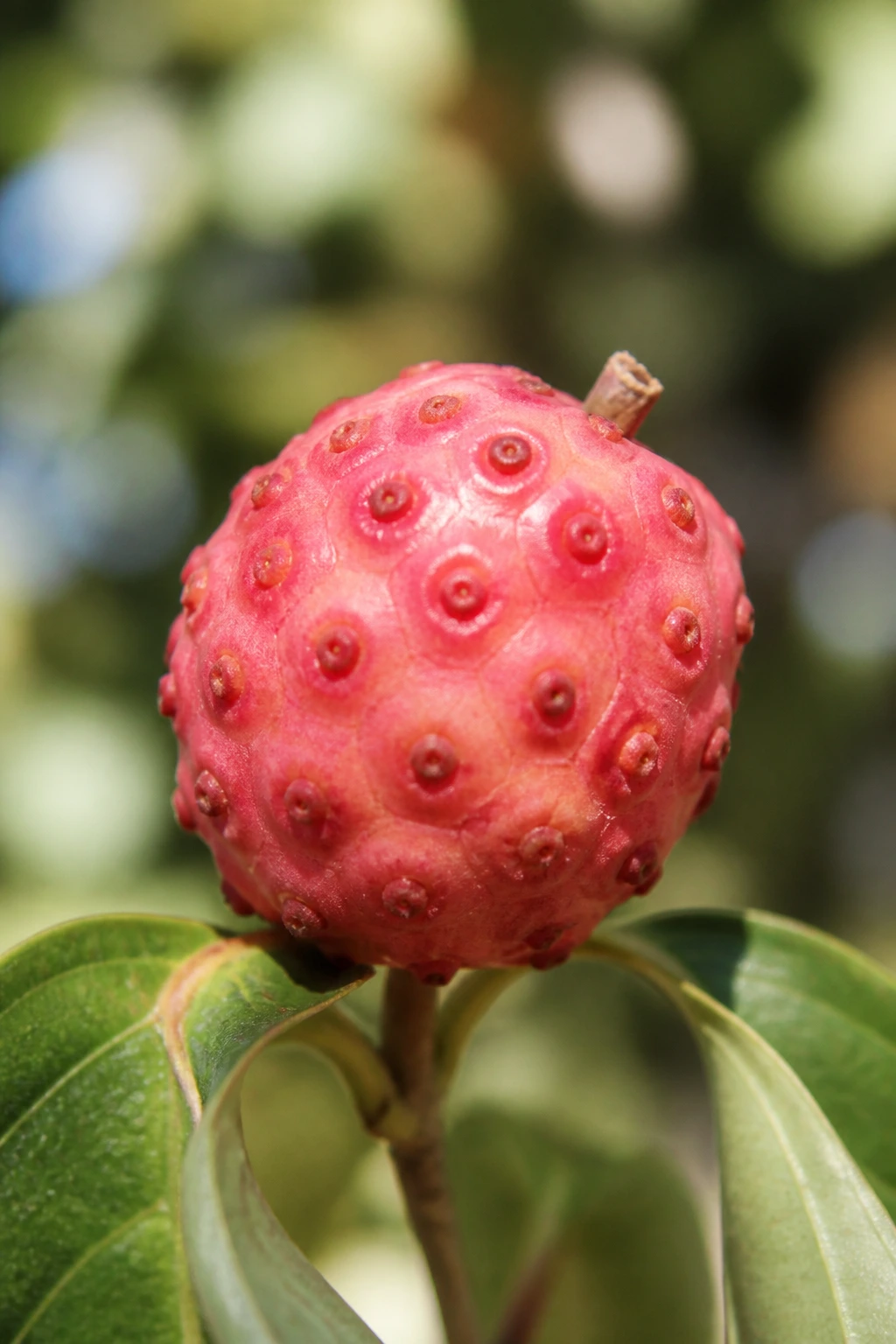 Culinary Curiosity: Is Kousa Dogwood Fruit Edible? 4 Close-up of a single ripe Kousa Dogwood fruit in outdoor setting