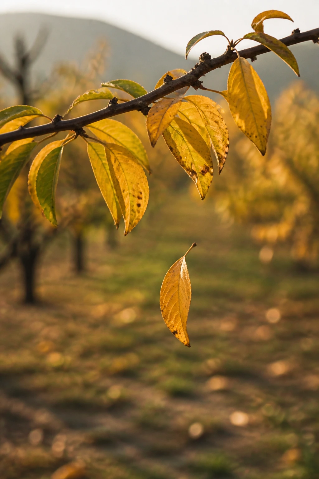 Do Peach Trees Lose Their Leaves? Yes, And Here's Why 3 Leaf detachment on peach tree branch in autumn light