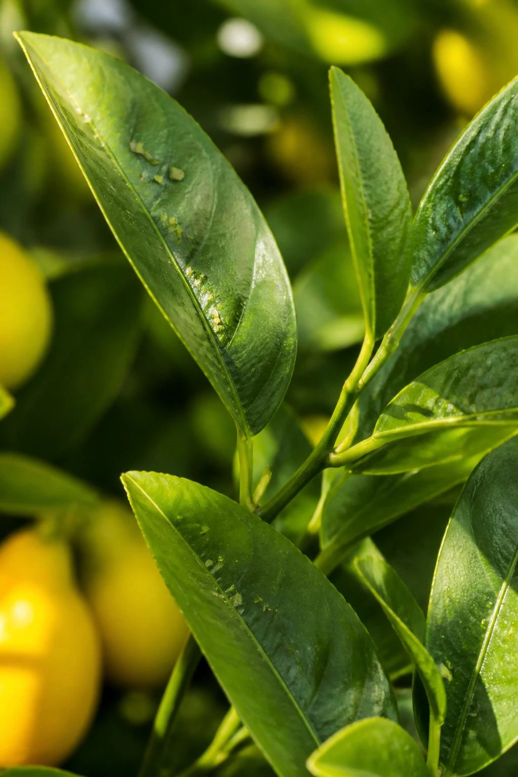 Close-up of lemon tree leaf with aphids in a sunlit garden