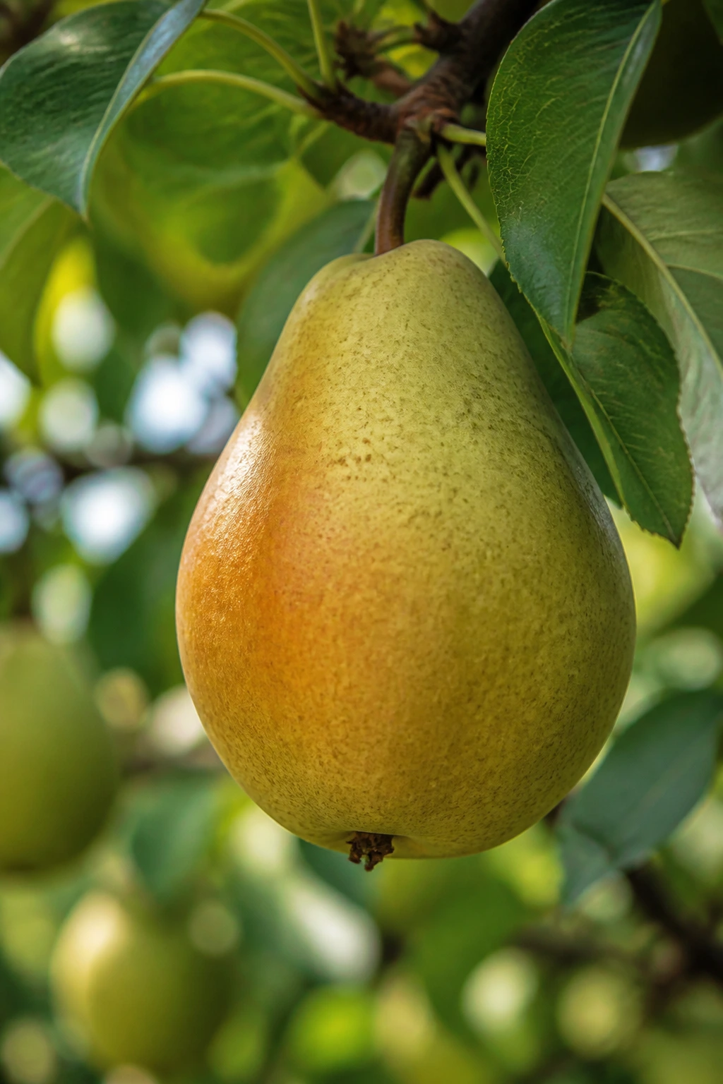 Low Hanging Fruit Meaning: Definition, Examples, & FAQs 8 Close-up of a pear hanging from a branch in a sunlit garden.