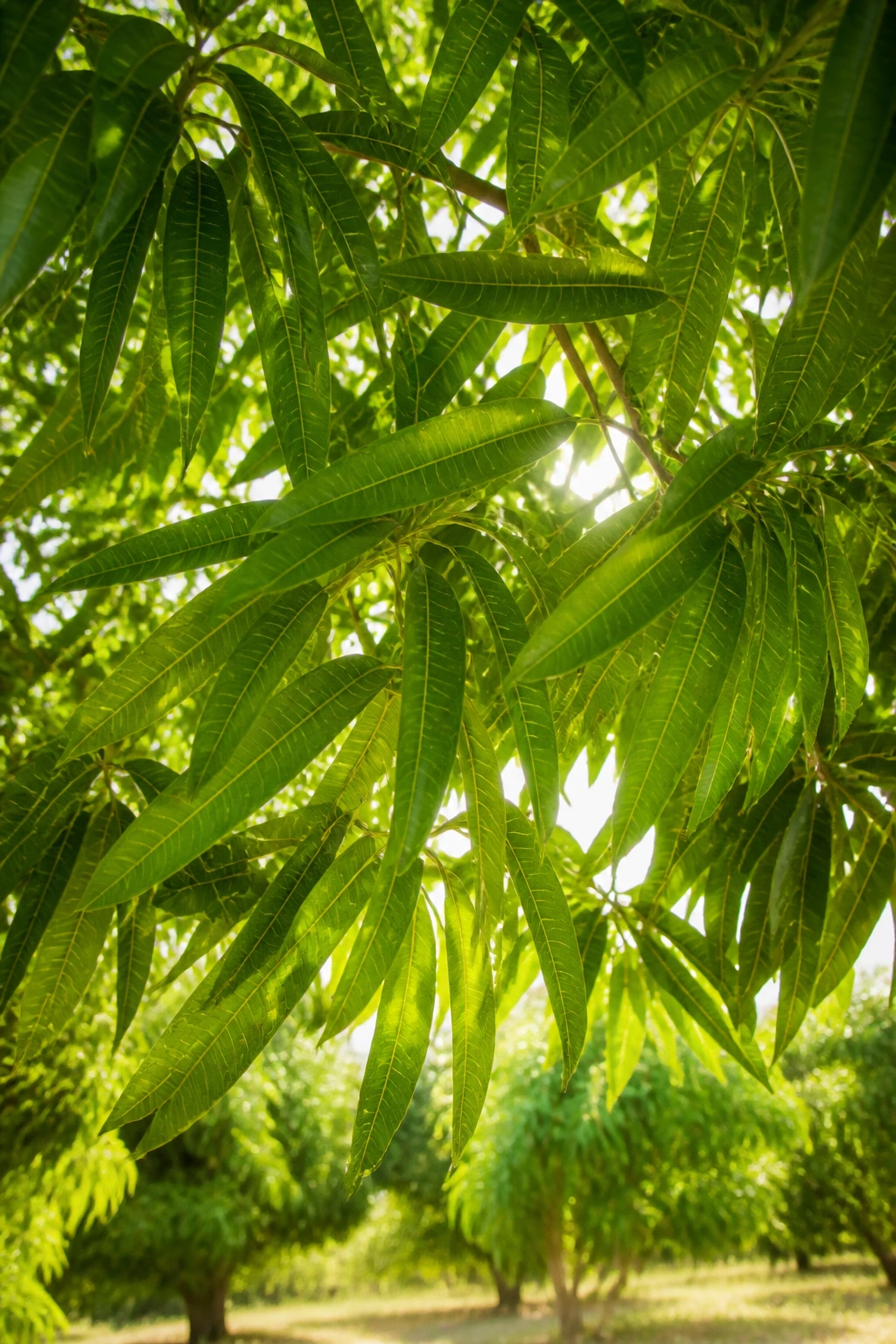 Healthy mango canopy with sunlight through leaves