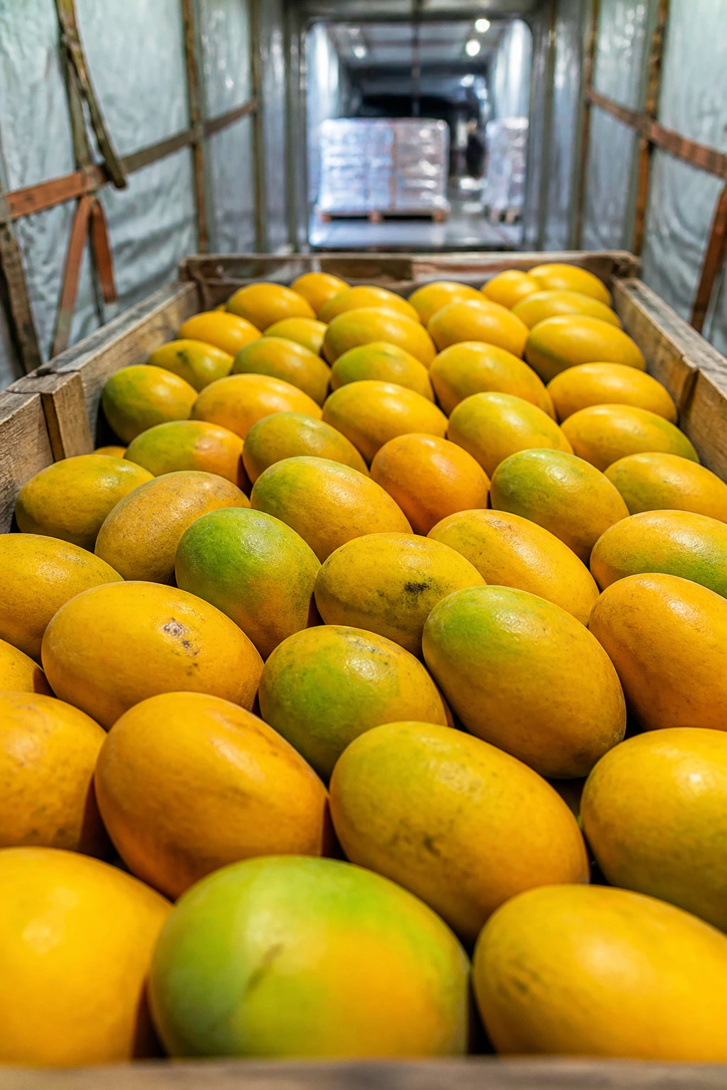 Mangoes packed in a crate inside a shipping cargo hold