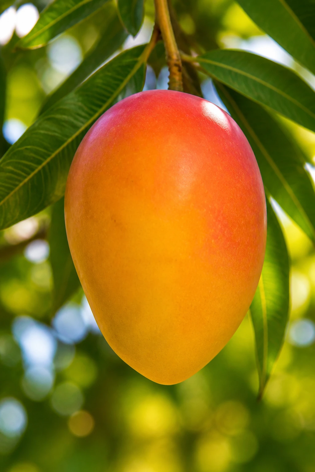 Tropical Showdown: Mango Vs Pineapple - A Comparison 5 Ripe mango on tree branch in tropical setting.