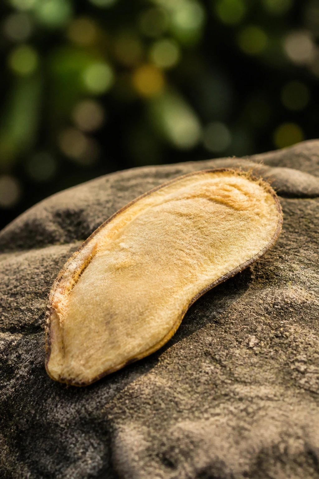 What To Do With A Mango Seed? Here Are 7 Things You Can Do 6 Mango seed on rock in outdoor setting