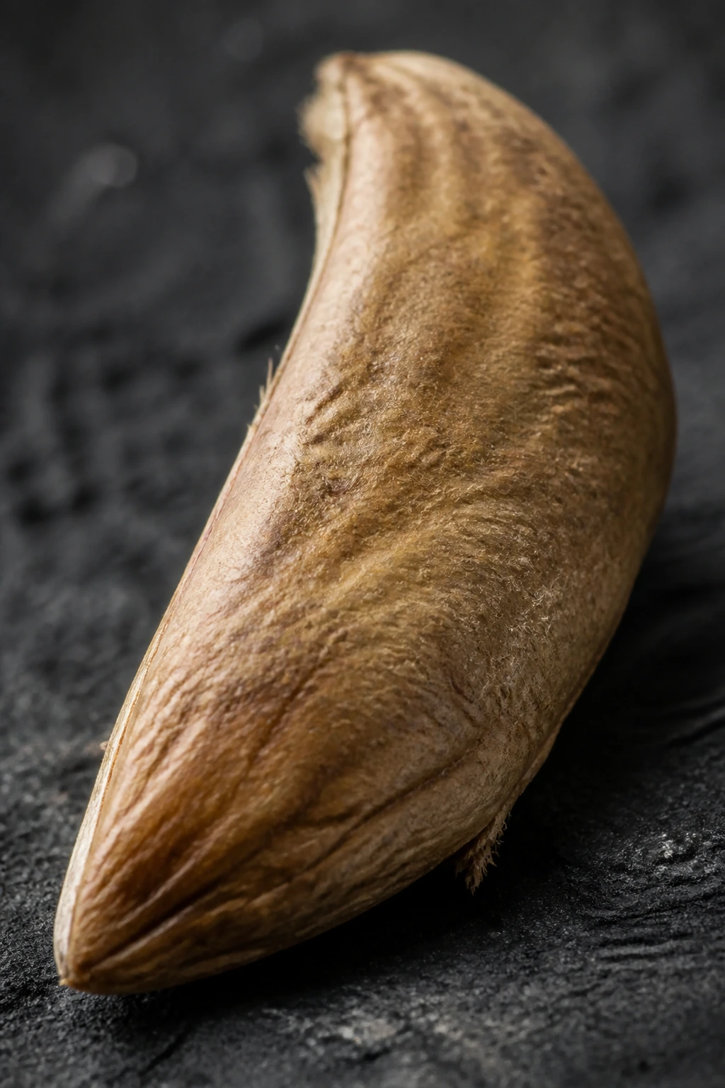 Are Mango Seeds Poisonous To Dogs? All You Need To Know 5 Close-up of a mango seed highlighting risks for dogs
