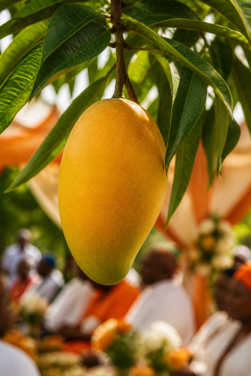 Mango hanging from a branch with leaves, ceremonial background blurred