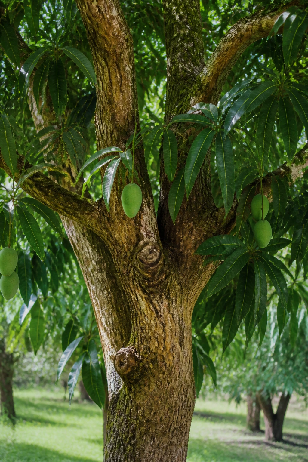 Close-up of a mango tree trunk and evergreen leaves in an orchard