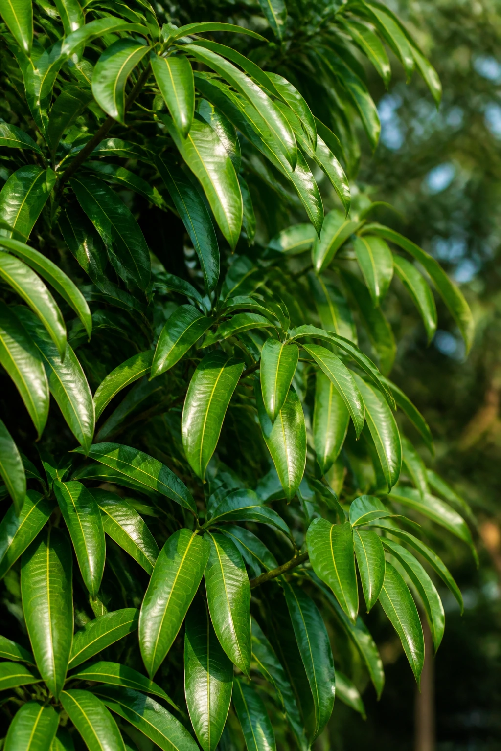 Close-up of evergreen mango tree leaves filling the frame