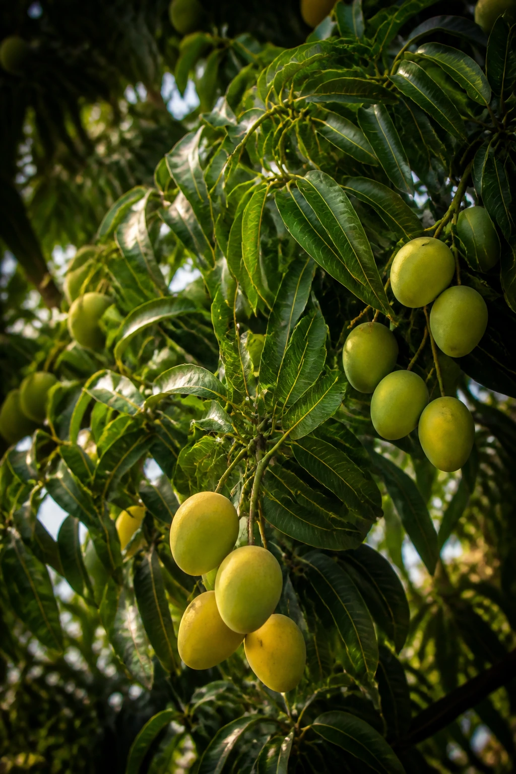 Close-up of mango tree canopy in a tropical garden
