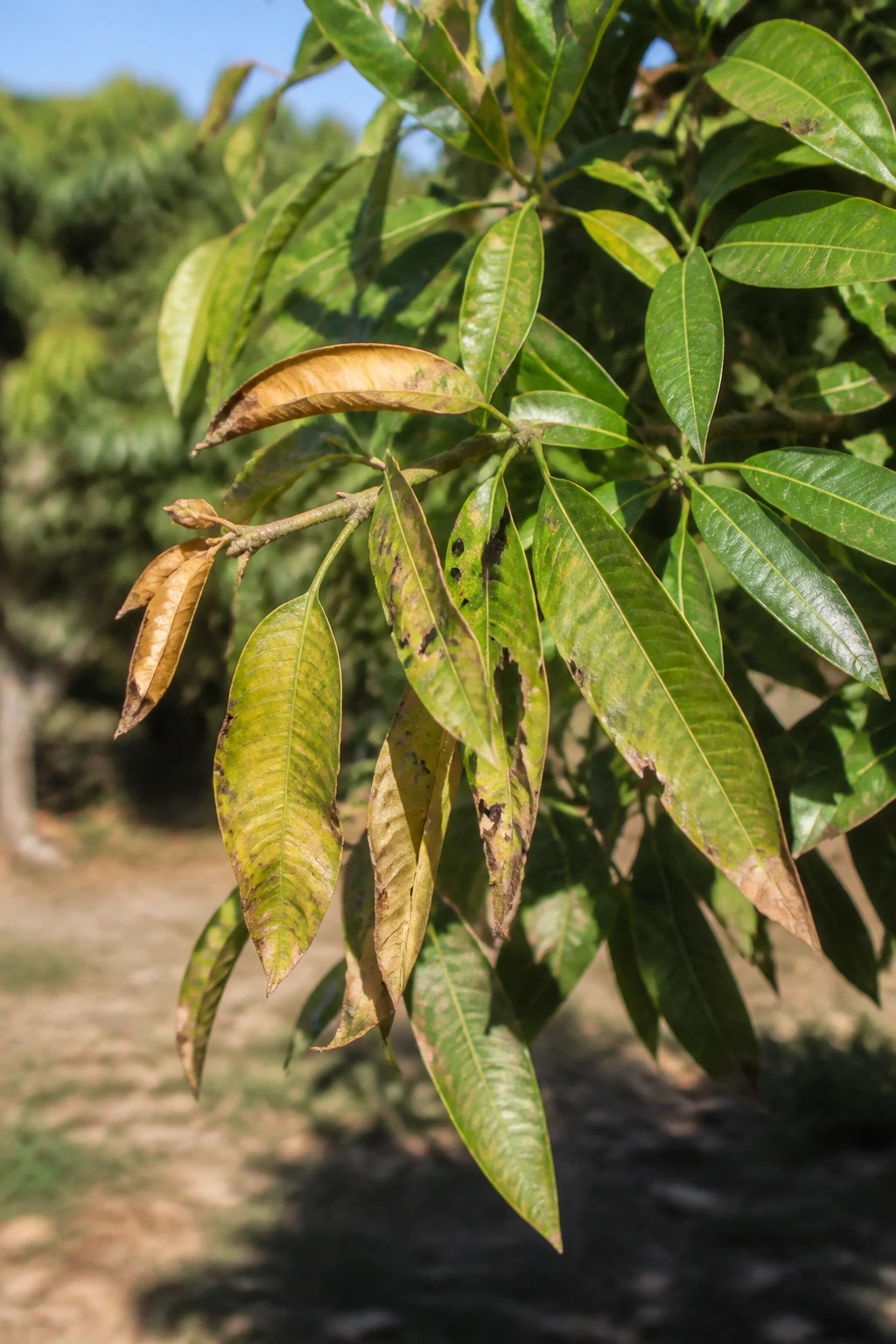 Mango tree branch with shedding leaves in dry season