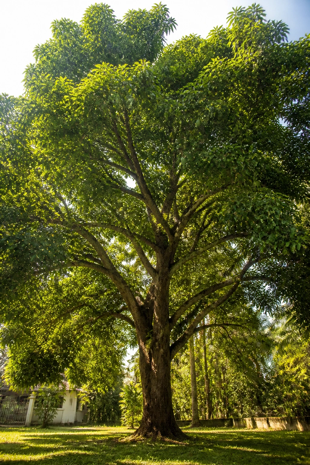 Tall mango tree with dense green canopy in a sunlit tropical garden.