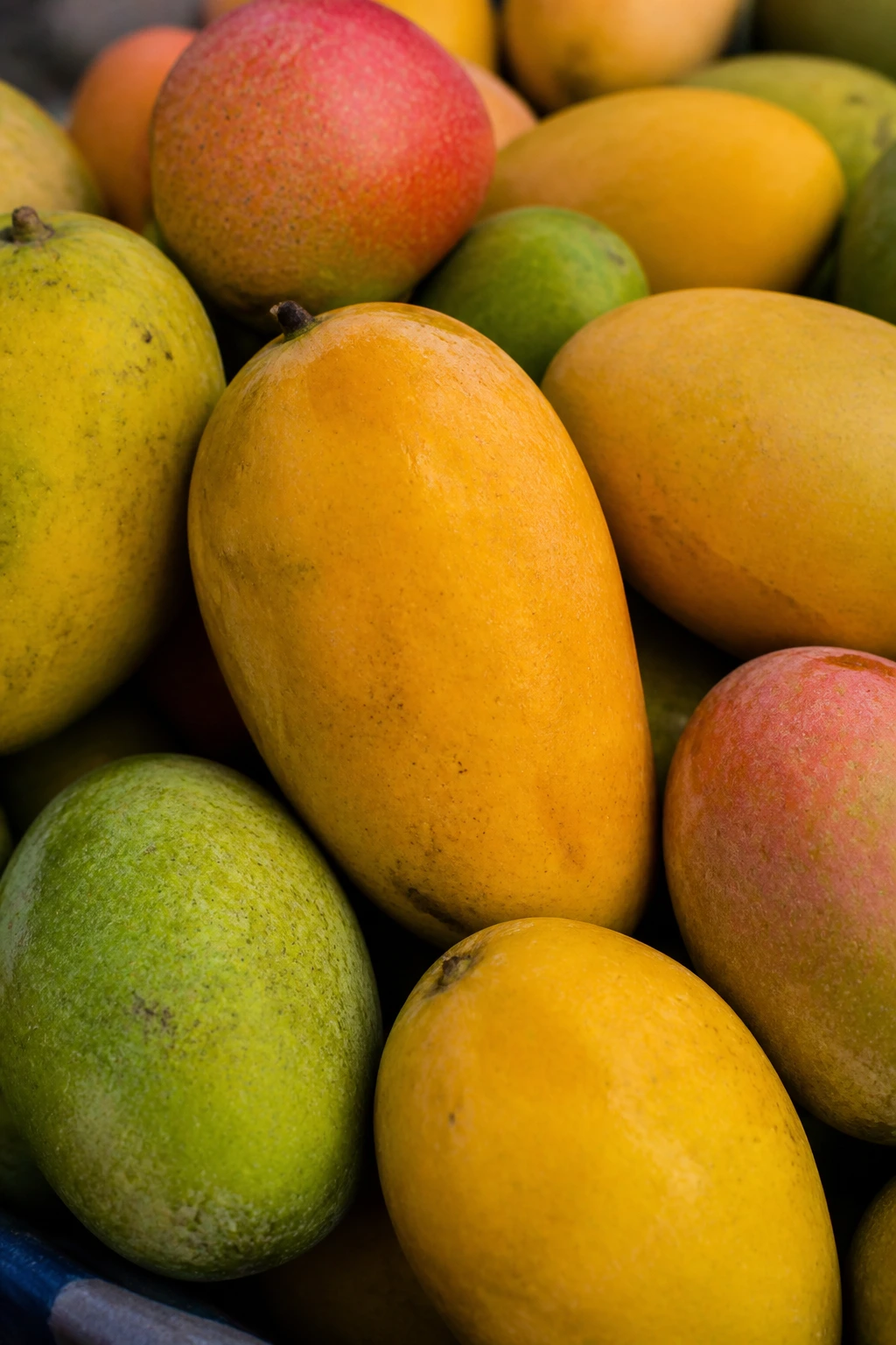 Cluster of ripe mangoes showing diverse colors representing varieties