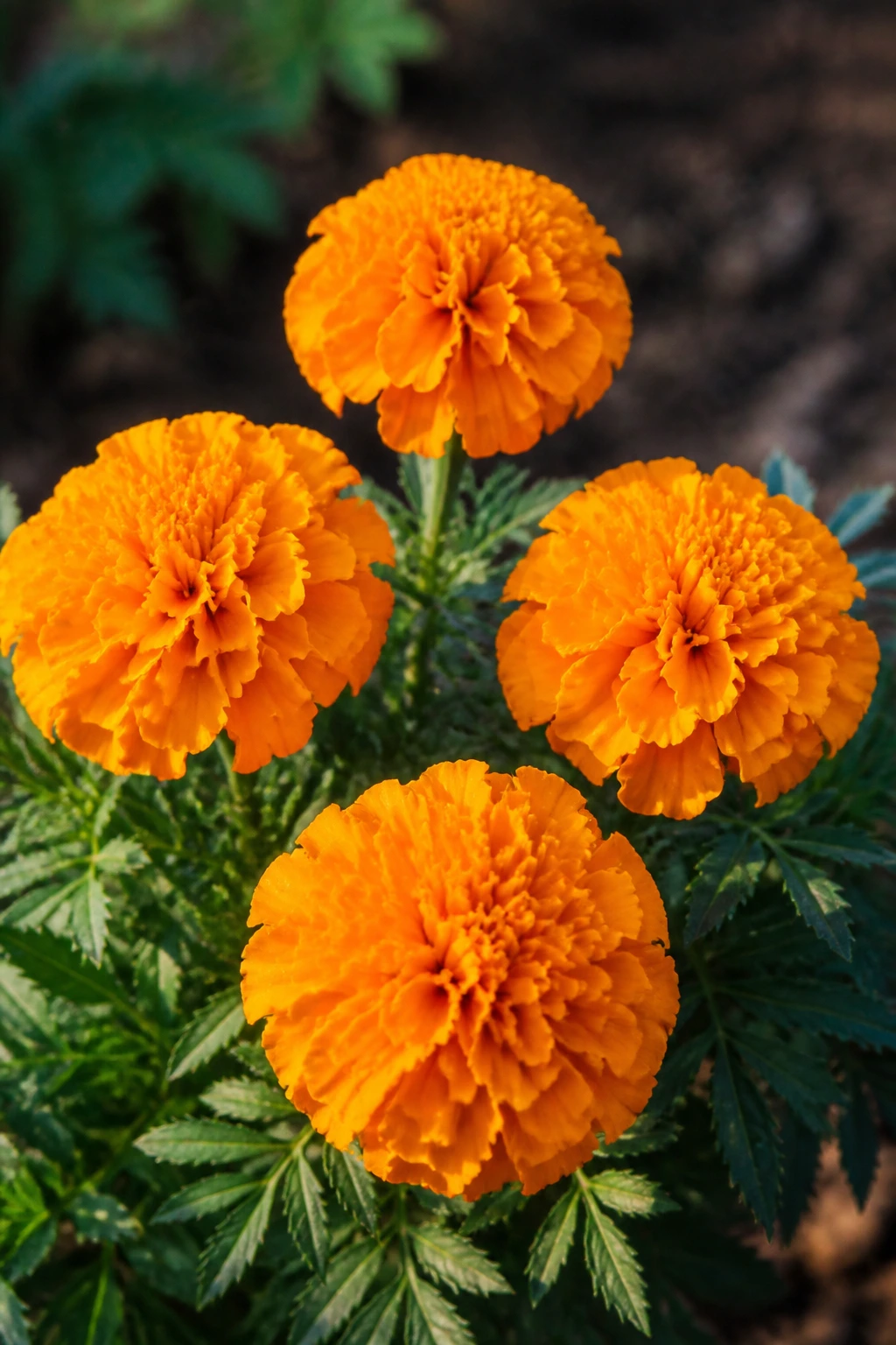 Close-up of orange marigold blooms filling the frame in a garden.