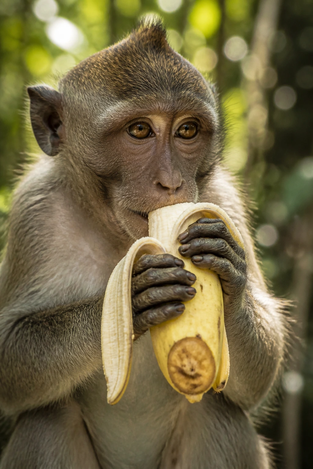Monkey holding a banana with the bottom end peeled in a natural setting