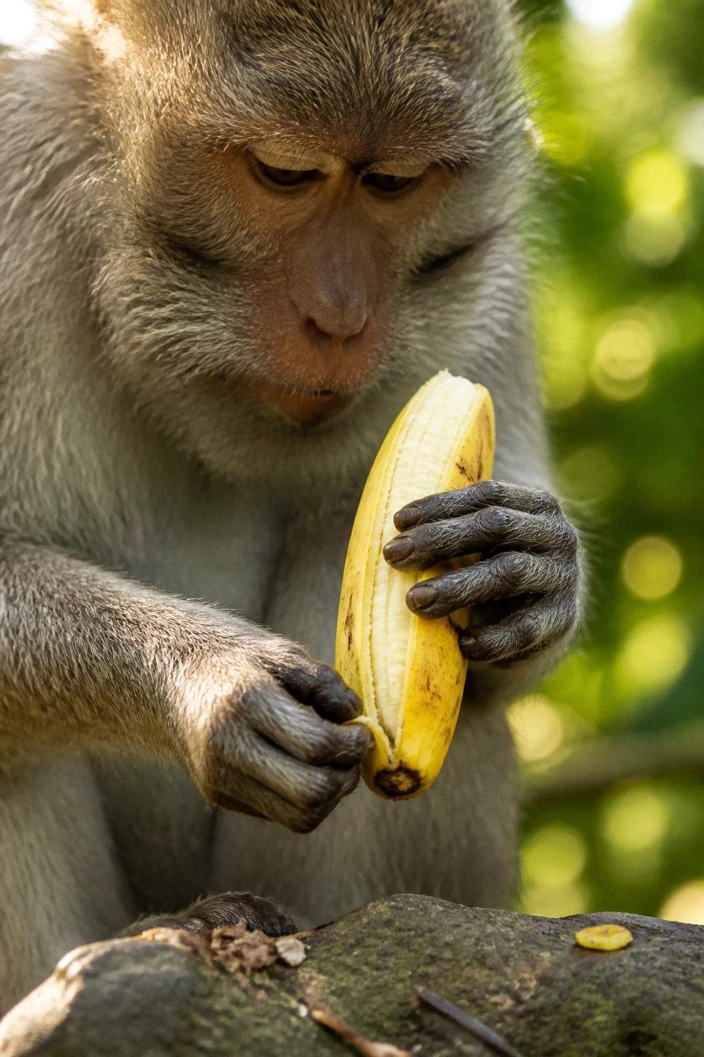 Close-up of a monkey's hands pinching the banana's bottom tip, beginning to peel from bottom to top in a lush jungle setting.