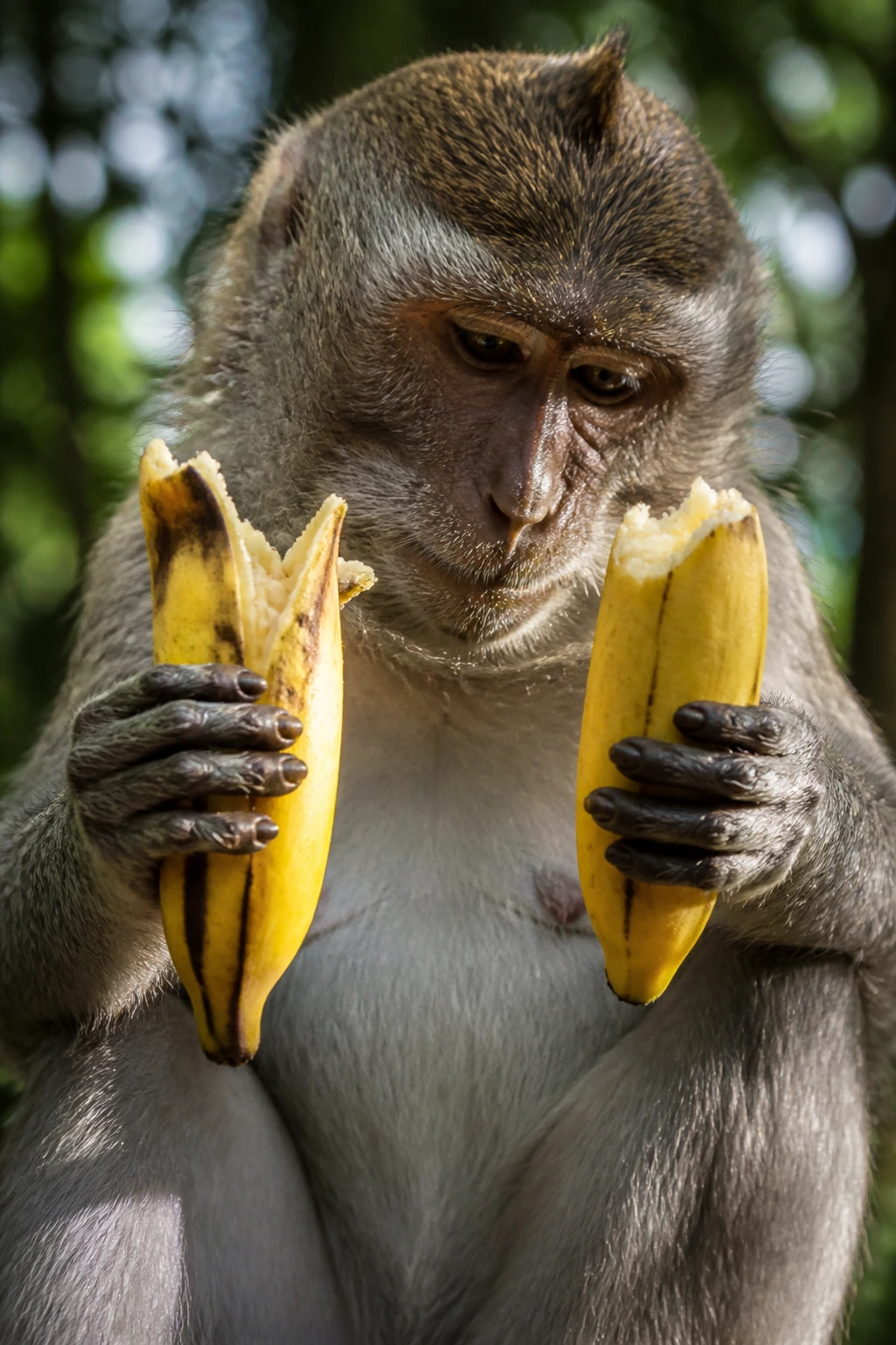 Close-up of a monkey's hands with two bananas, illustrating different peeling techniques in a forest setting.