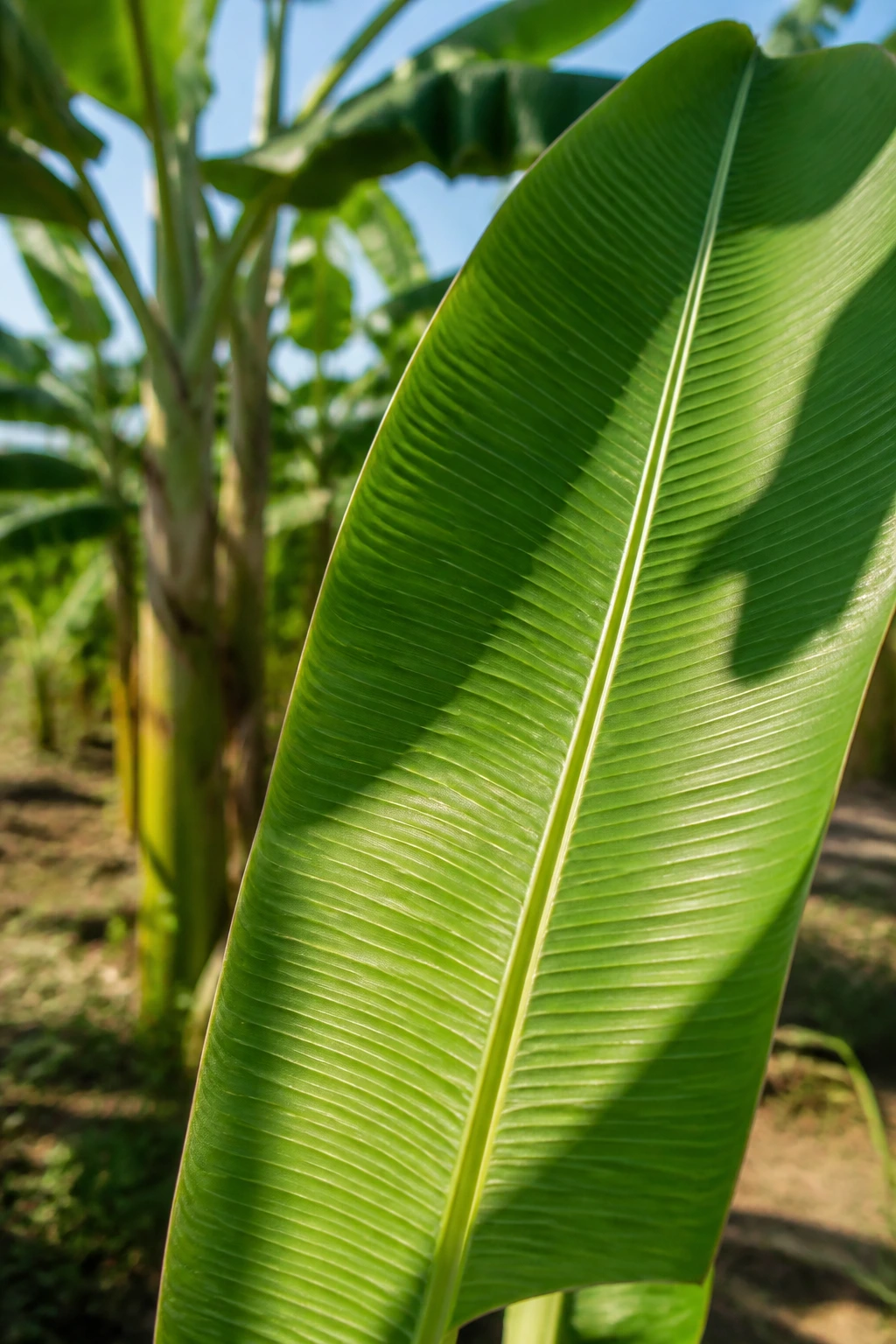 Are Bananas Monocot Or Dicot? The Answer Lies in Their Anatomy 3 Medium-close view of a monocot banana leaf with parallel veins