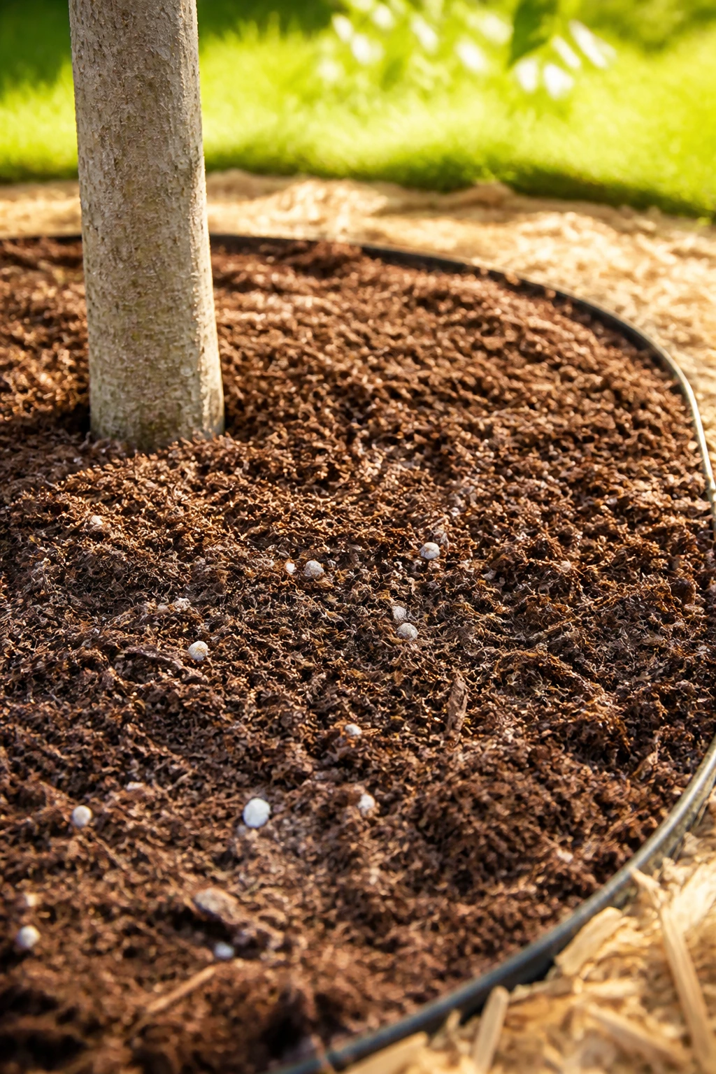 Is Mushroom Compost Good For Fruit Trees Or Not? 4 Mulch ring of mushroom compost around a tree trunk