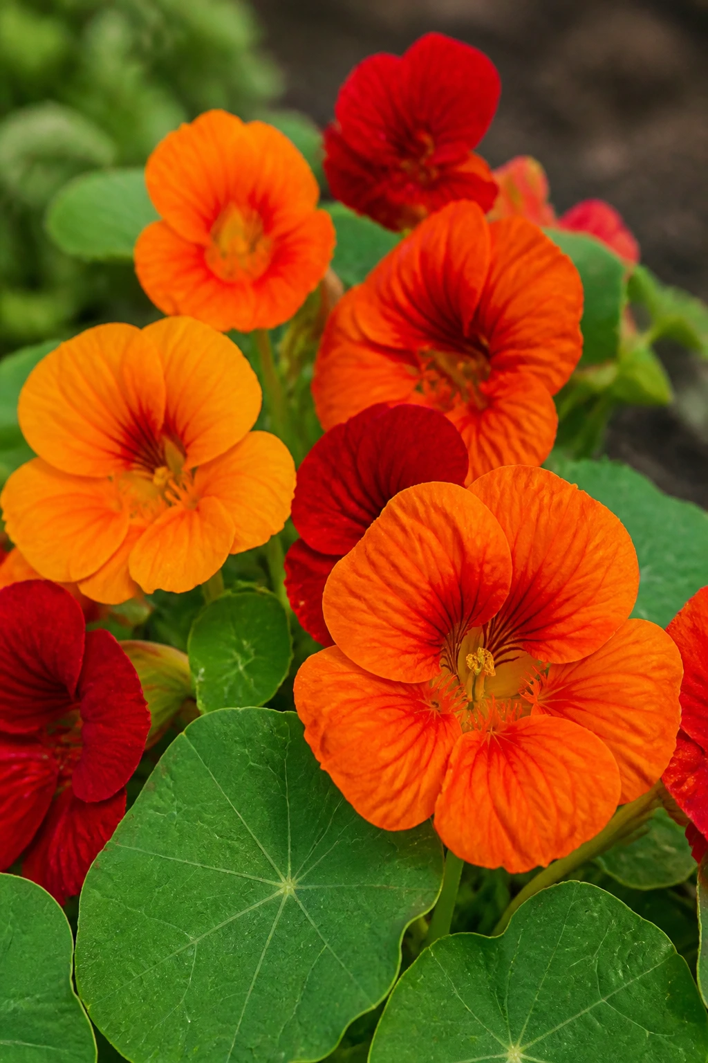 Close-up of vibrant nasturtium blossoms filling the frame in a garden.