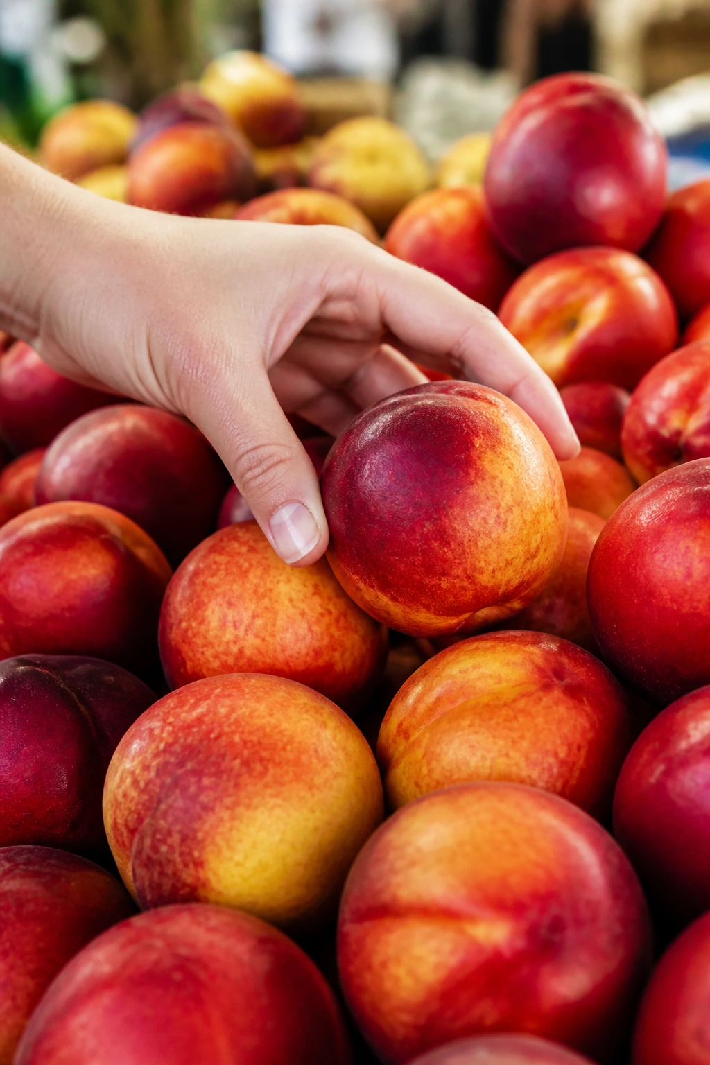 Is A Nectarine A Peach? What's Really The Difference? 13 Close-up of a hand selecting a ripe nectarine from market nectarines to illustrate fruit picking and storage tips