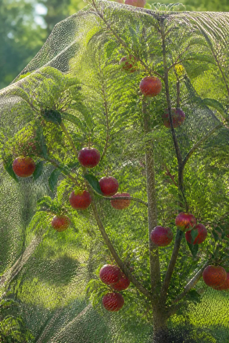 How to Protect Fruit on Trees from Birds