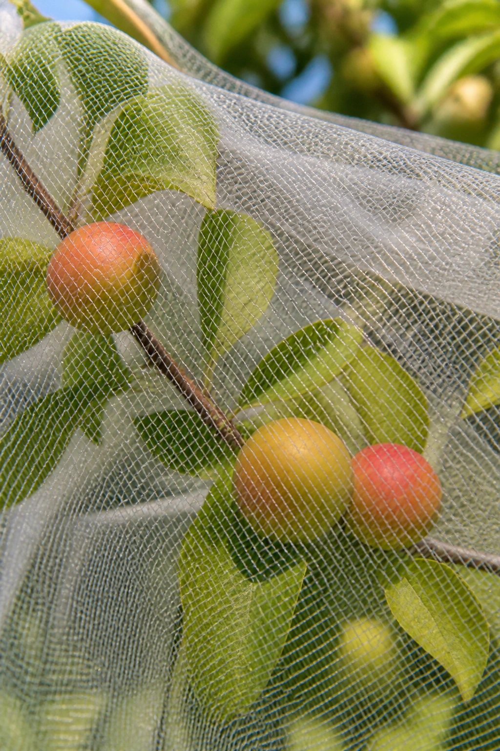 Close-up of barrier netting protecting fruit on a tree