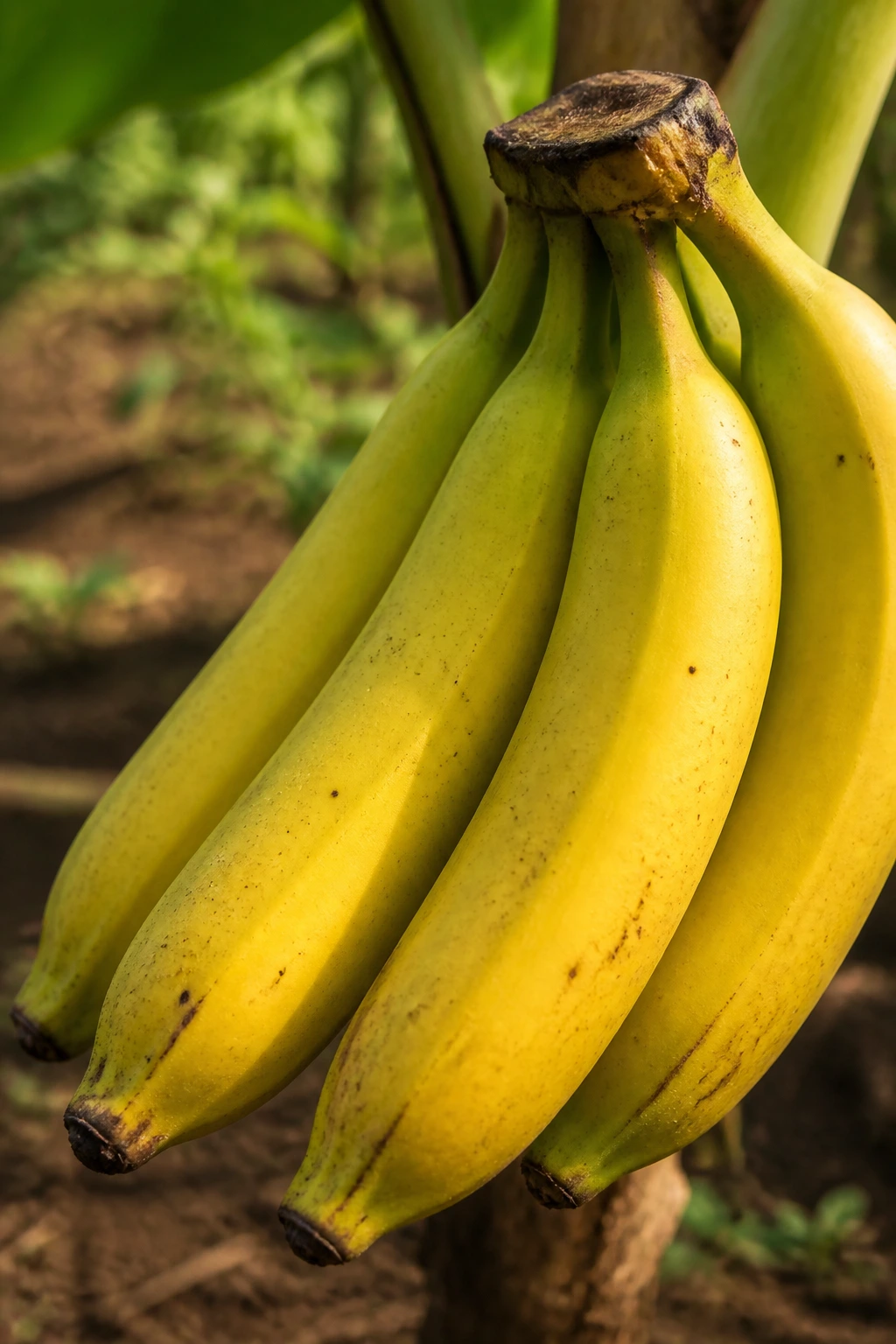 Organic Bananas Vs Regular Bananas: Which Should You Go For? 1 Close-up of an organic banana with a soft farm background.
