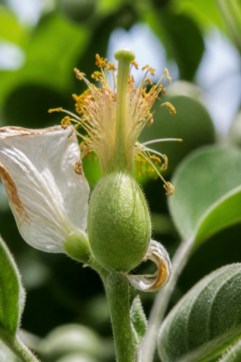 A Comprehensive Explanation Of Seed and Fruit Formation 3 Close-up of a flower ovary swelling into a developing fruit