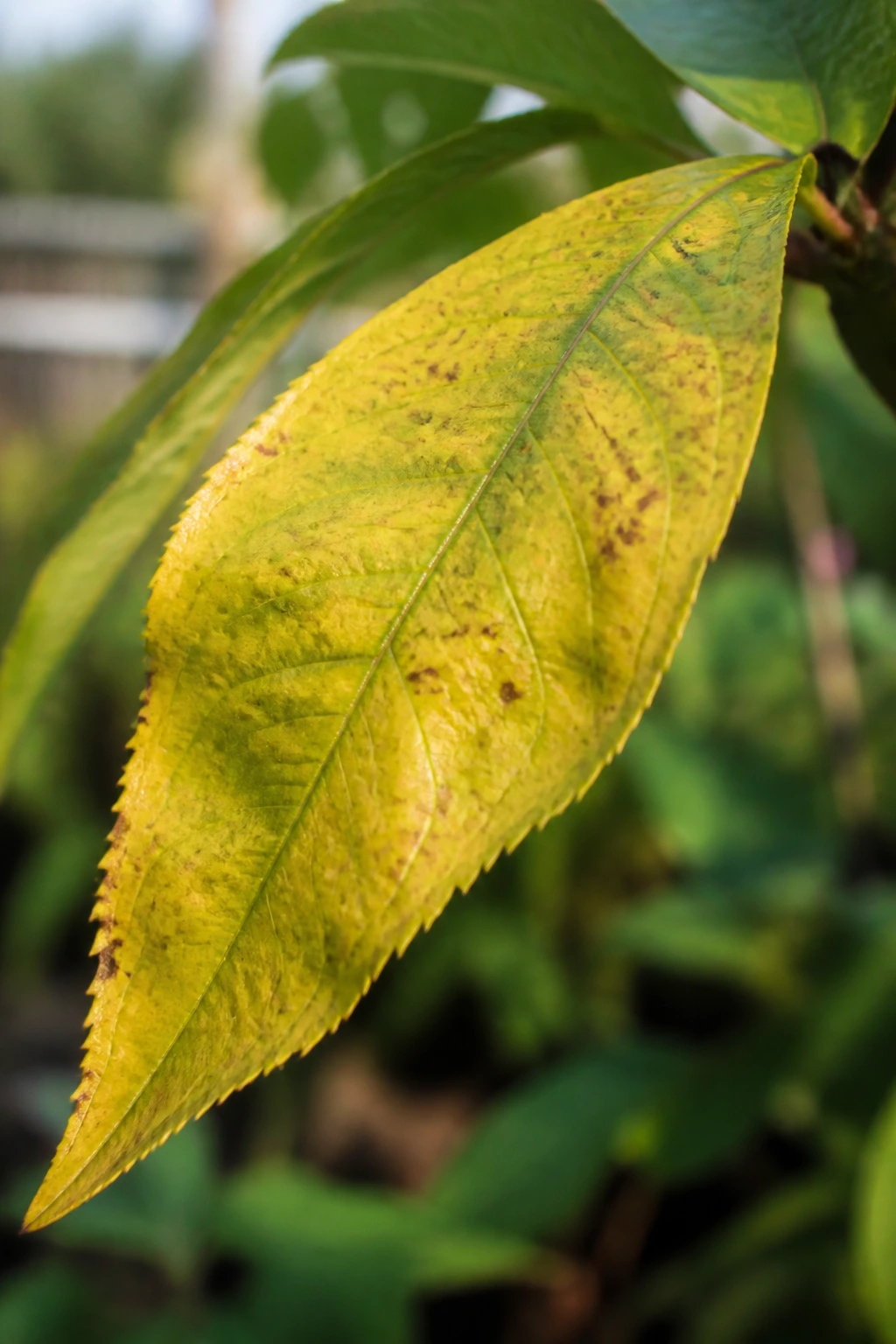 Signs That You Are Underwatering or Overwatering Peach Tree 3 Close-up of peach tree leaves turning yellow, indicating overwatering in a garden.