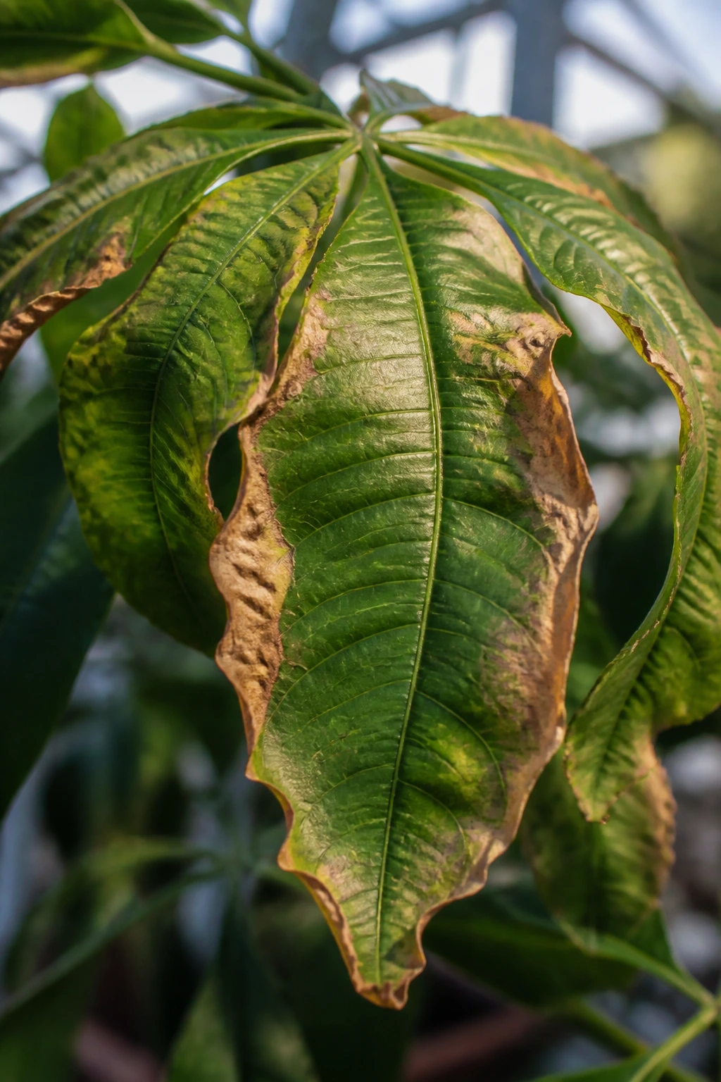 Guiana Chestnut (Pachira Aquatica): All You Need To Know 4 Pachira leaf curling with brown edges indicating plant problems
