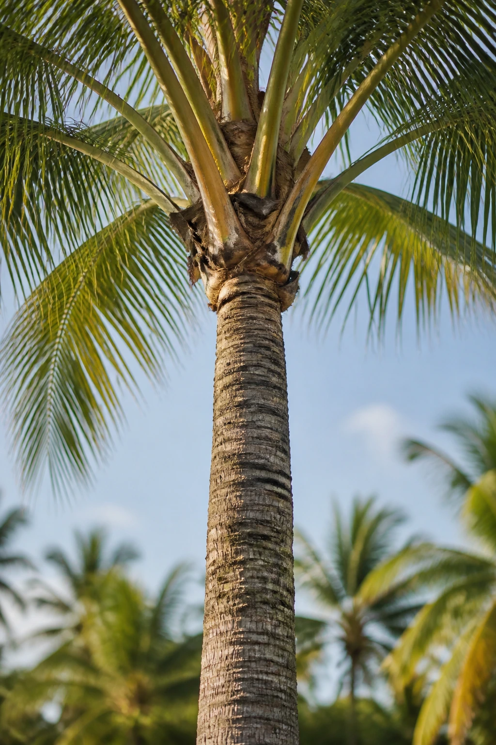Unique Species: Are Palm Trees Real Trees? 1 Close-up of a palm tree trunk and crown highlighting anatomy