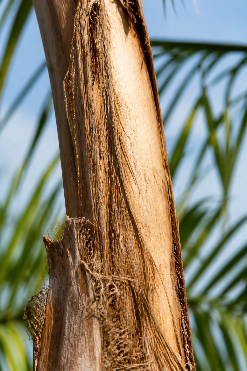 Unique Species: Are Palm Trees Real Trees? 3 Close-up of palm trunk showing smooth surface and fibrous interior