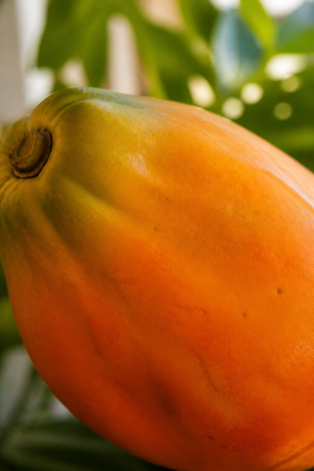 Is Papaya A Tropical Fruit? All You Need To Know 1 Close-up of a ripe papaya filling the frame in a tropical kitchen