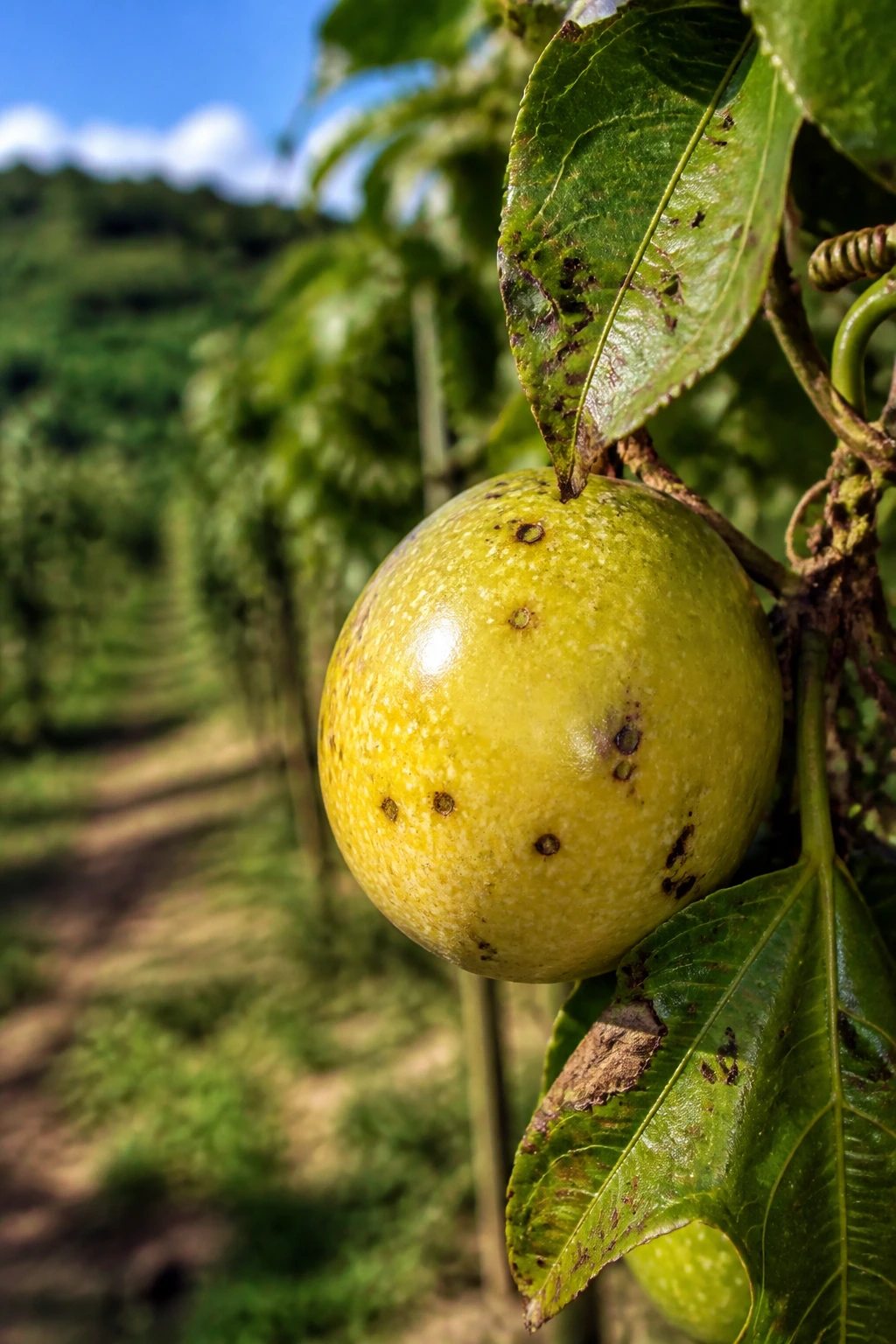 Close-up of passion fruit on vine with signs of leaf damage indicating production challenges.