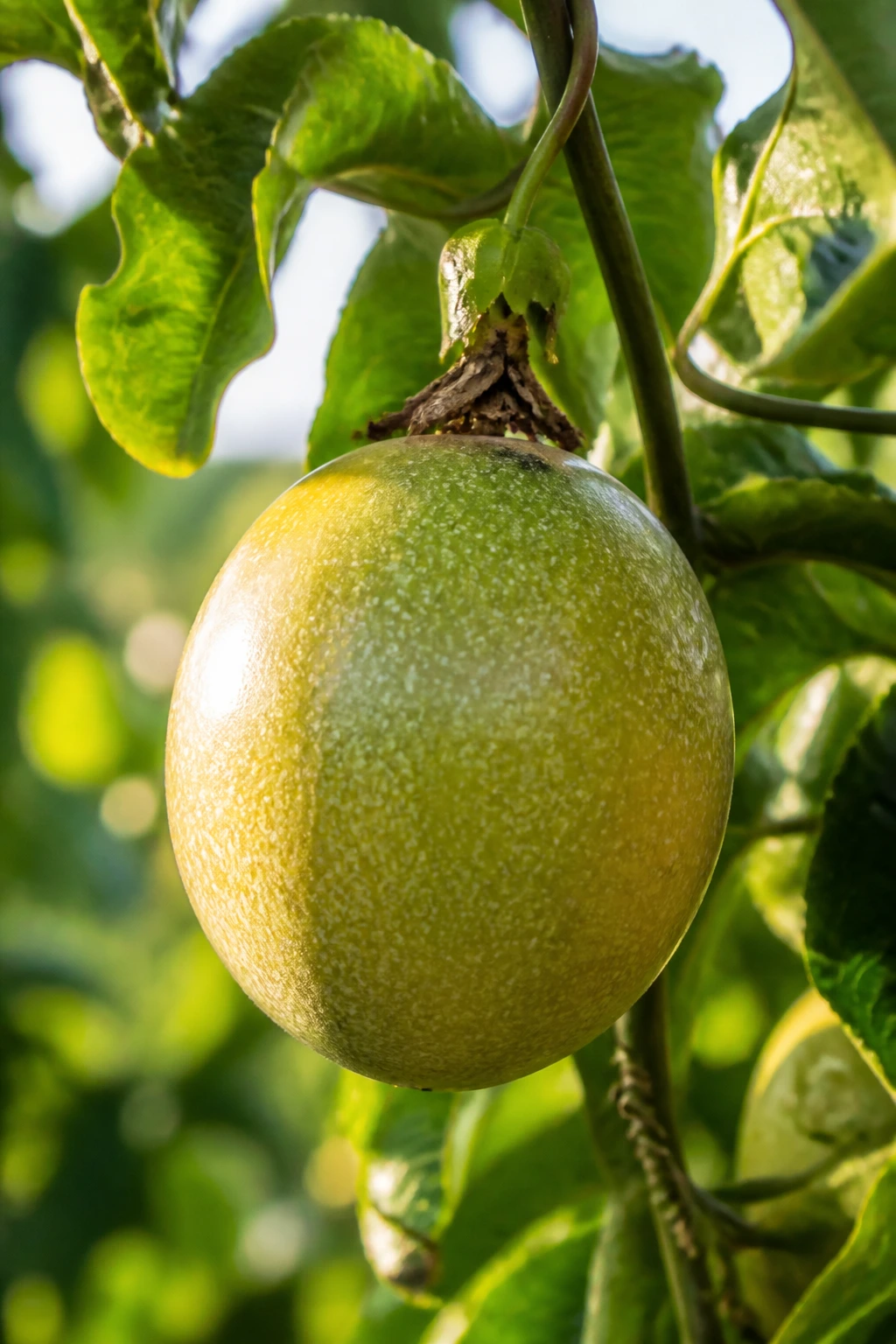 Close-up of a single ripe passion fruit on a sunny tropical vine