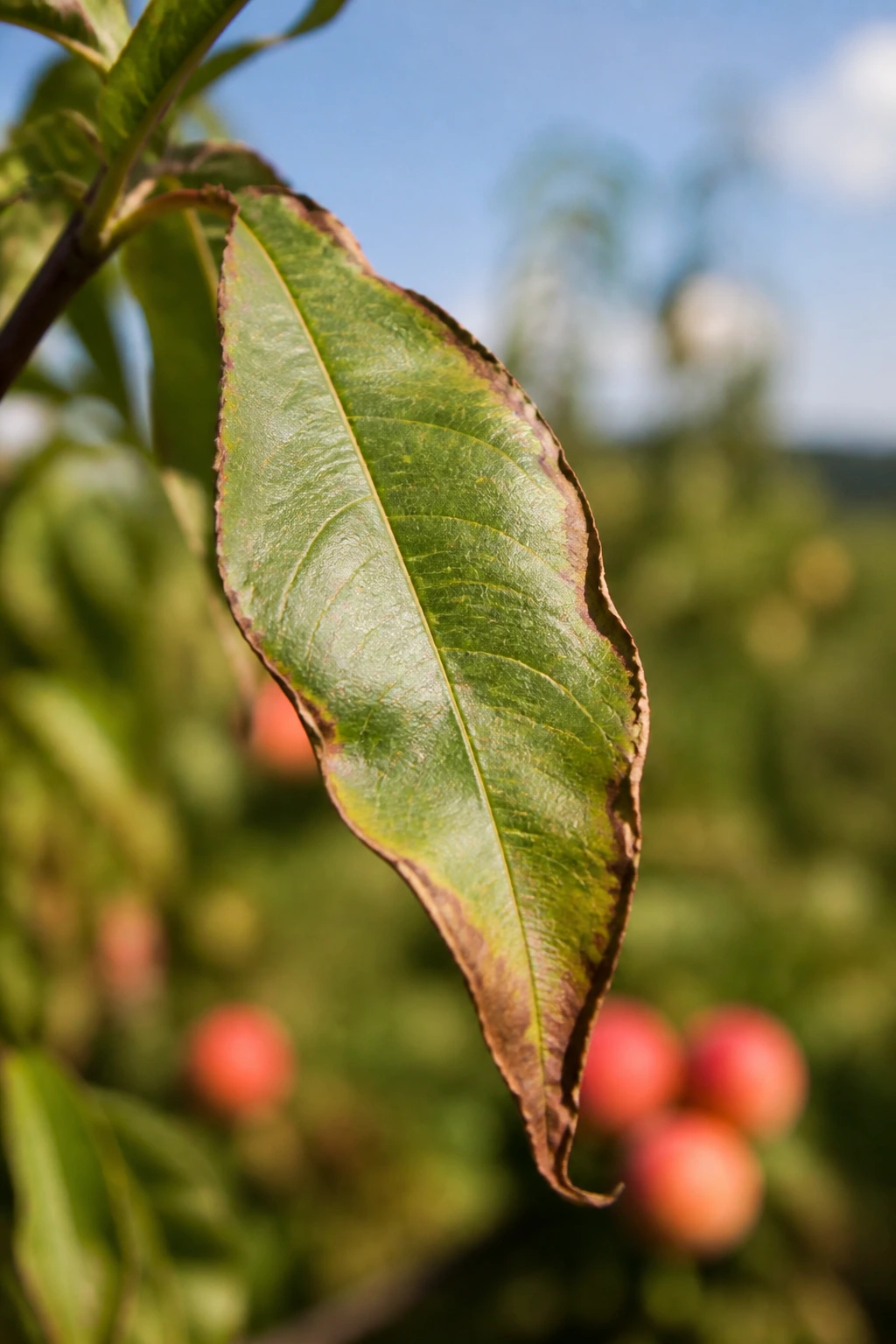 Do Peach Trees Lose Their Leaves? Yes, And Here's Why 2 Close-up of stressed peach leaf in an orchard