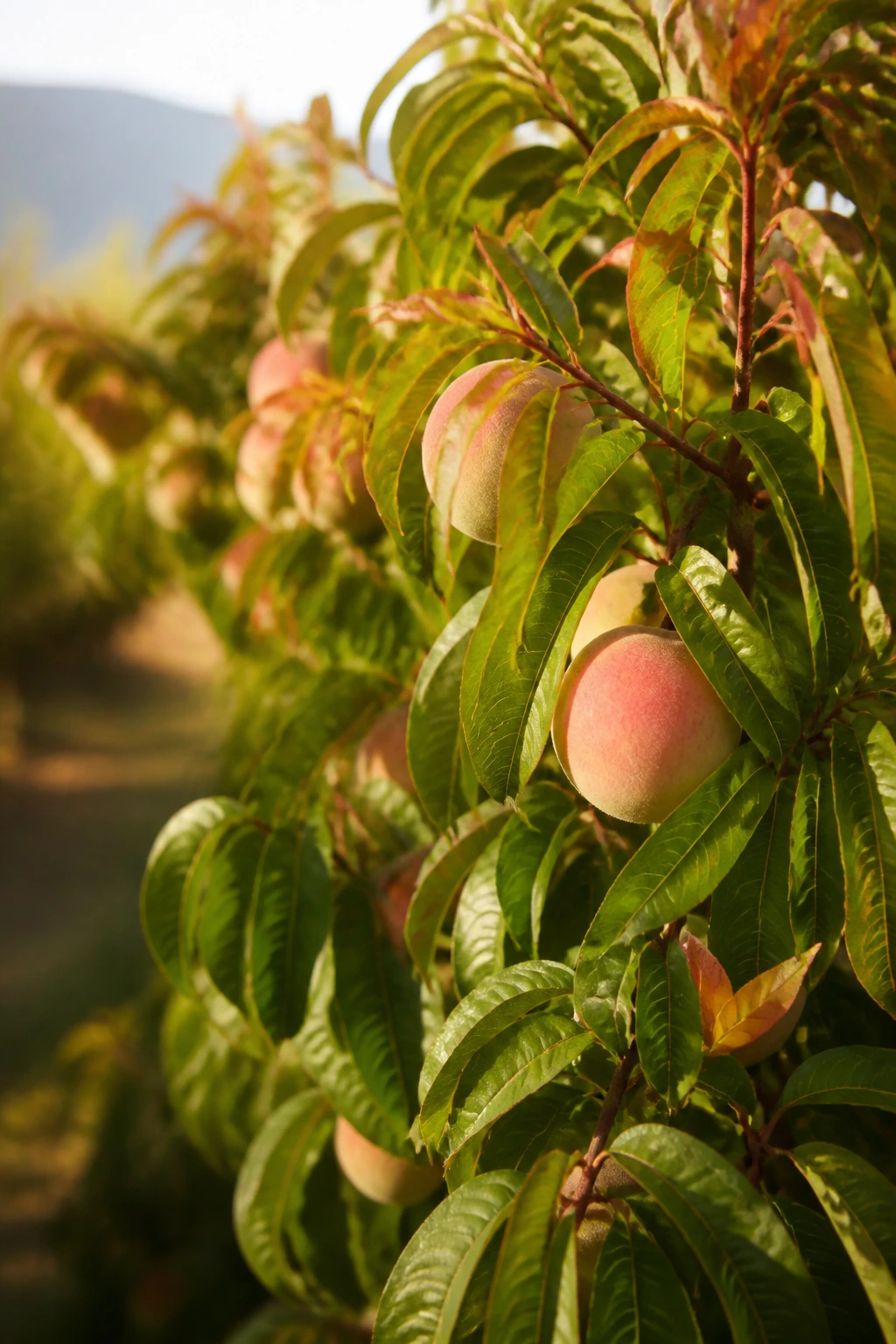 Do Peach Trees Lose Their Leaves? Yes, And Here's Why 6 Healthy peach tree with abundant leaves in a sunny orchard