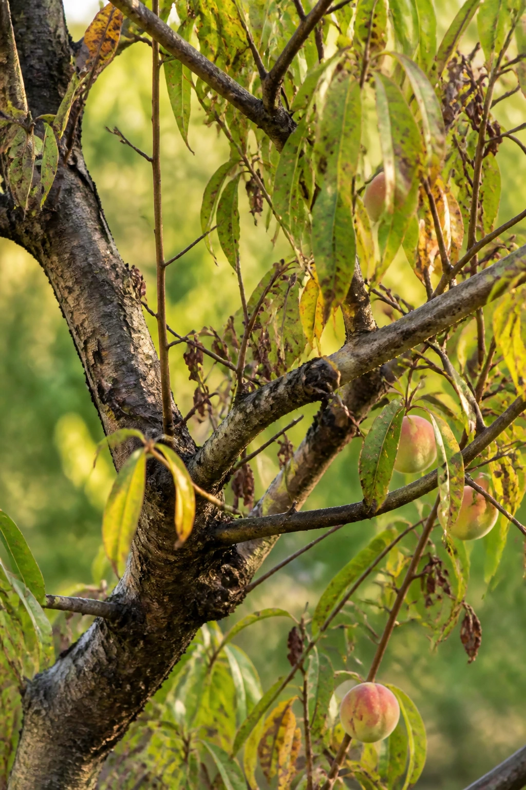 Aging peach tree with yellowing leaves and sparse growth in a sunlit garden.