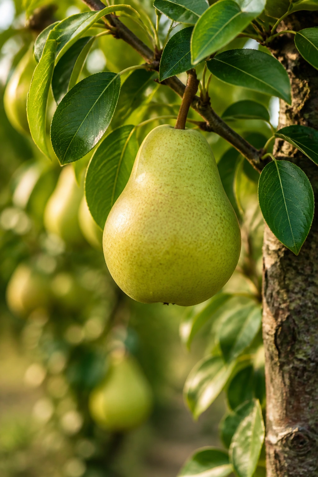 Close-up of a pear on a pear tree branch in a sunlit orchard (Pyrus communis).