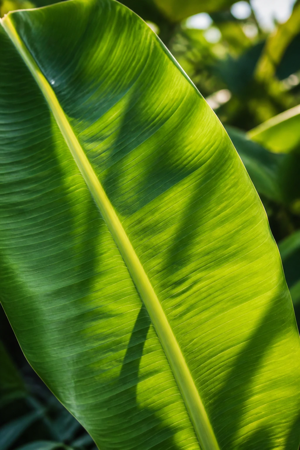 Close-up of a banana plant leaf in a sunlit garden, highlighting perennial crops