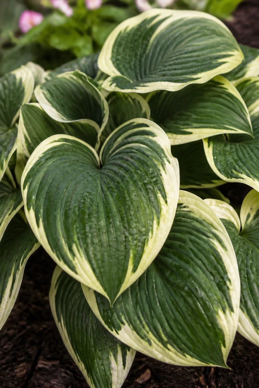 Close-up of a lush perennial plant leaf in a garden bed