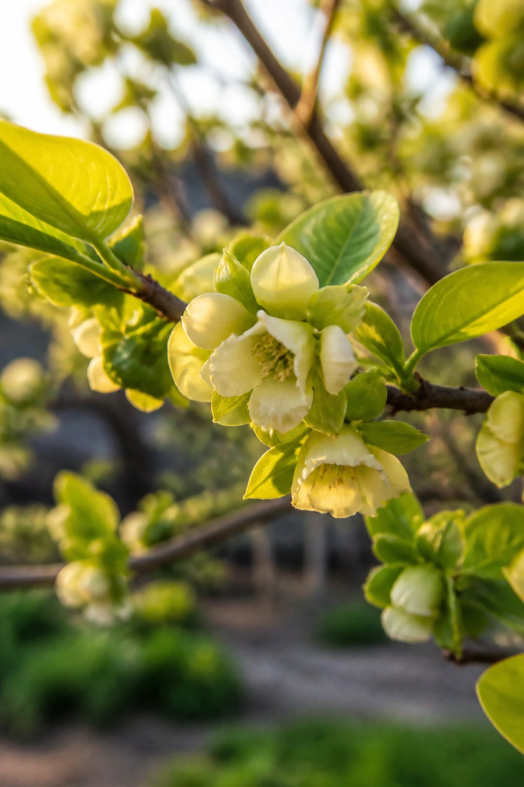 Persimmon blossoms in spring bloom on a tree.