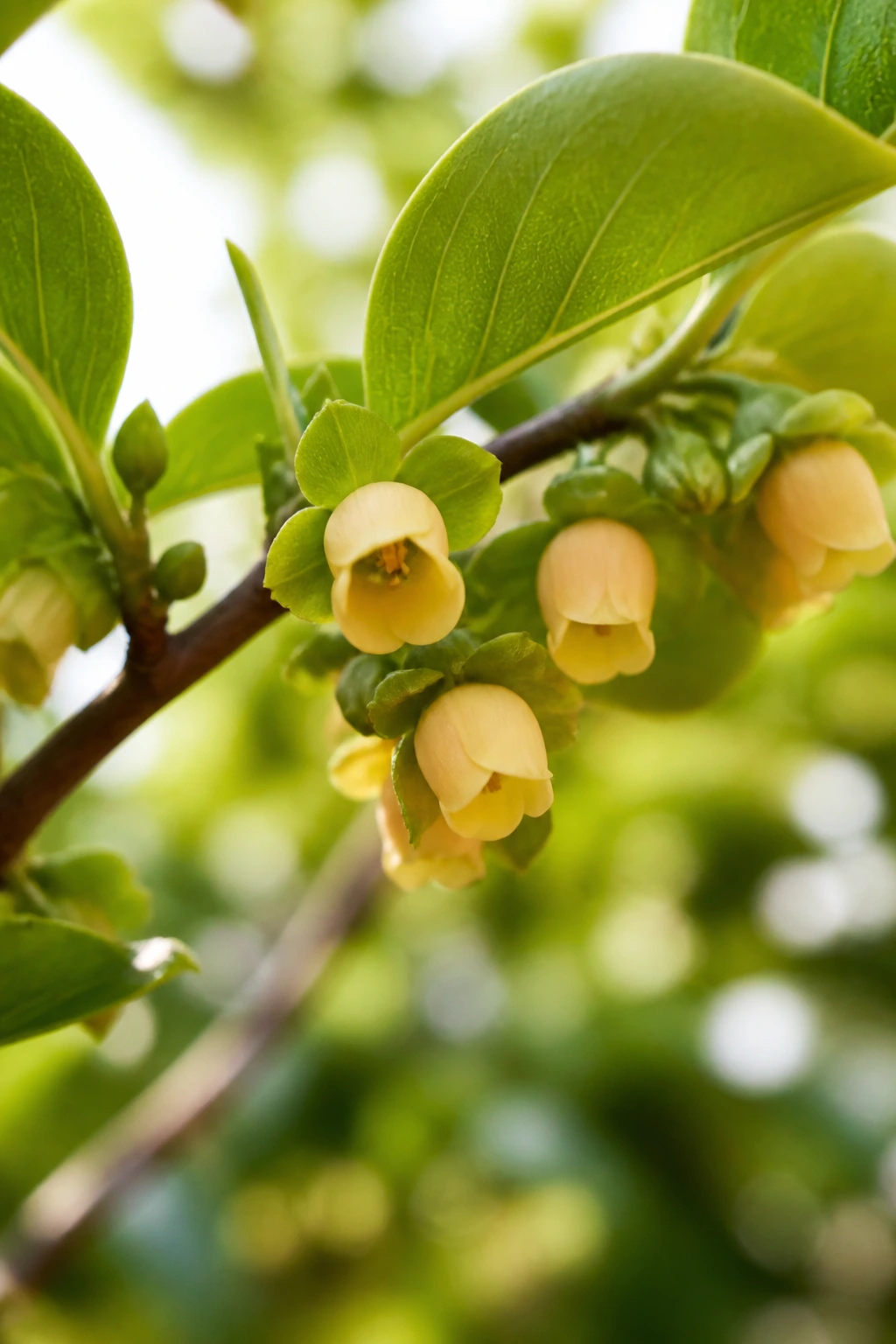 Close-up of persimmon blossoms on a branch in spring